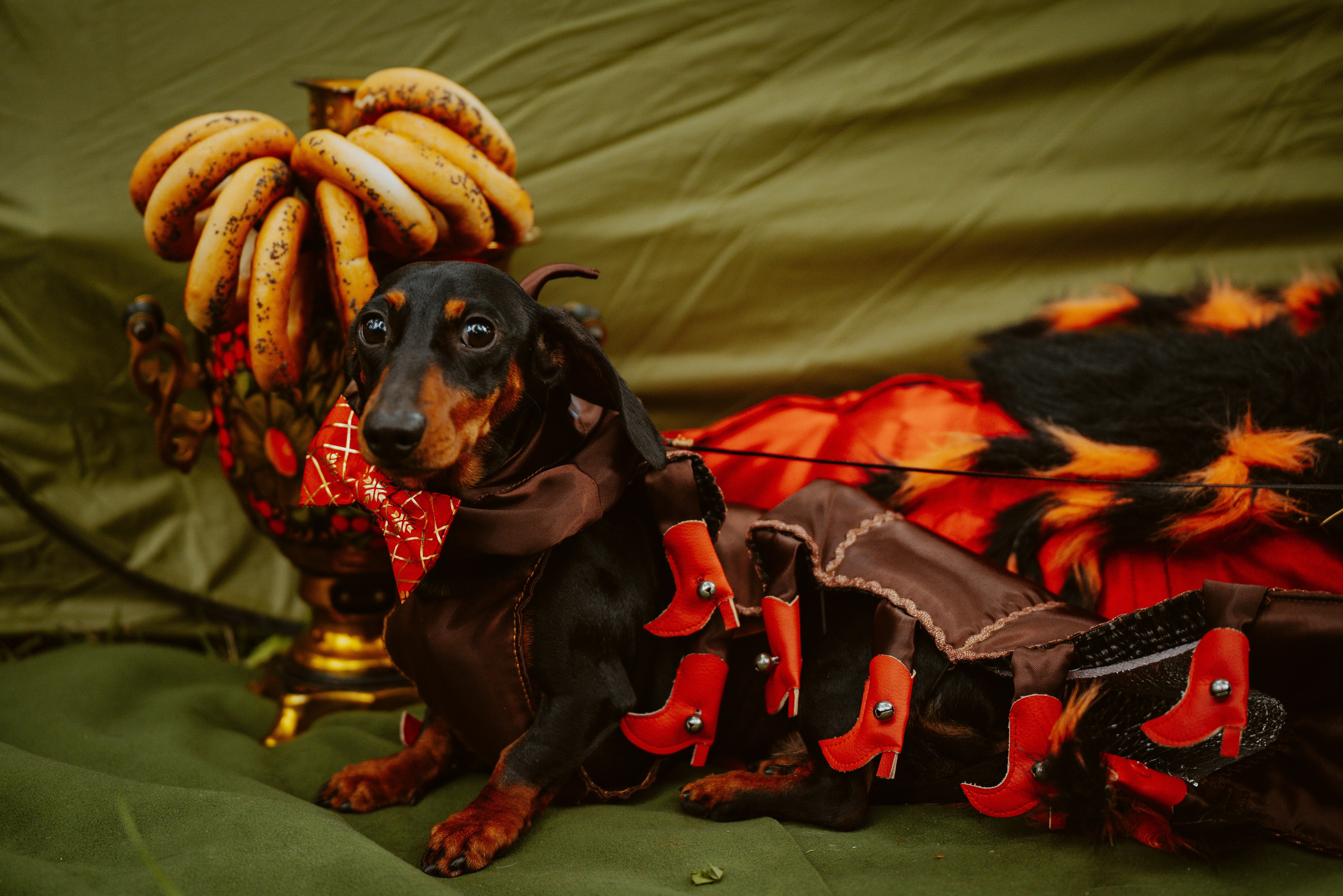 Такспарад. Фотограф анималист в Спб недорого Олеся Майорова