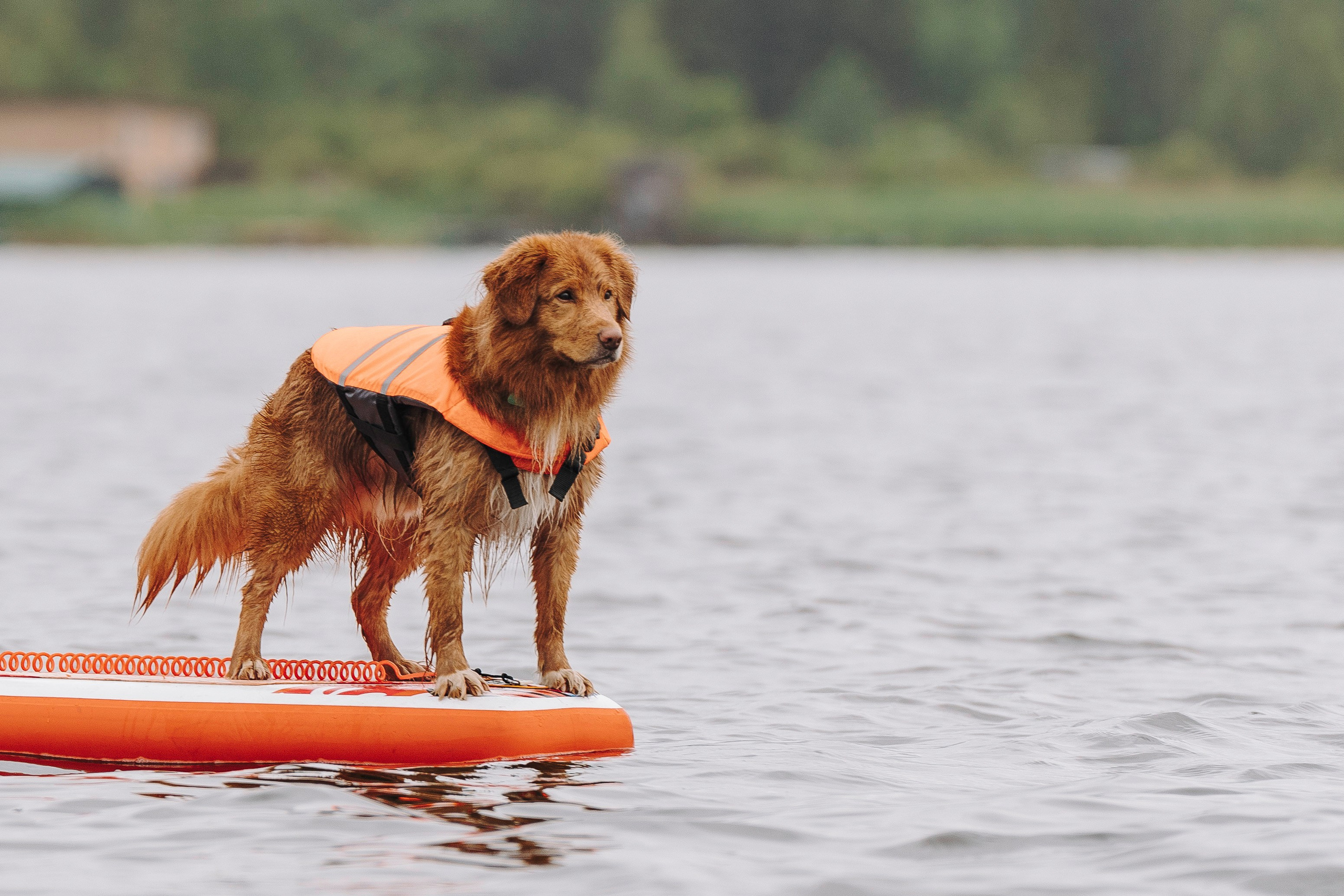 Катание на сапах с собаками. Фотограф анималист в Спб недорого Олеся Майорова