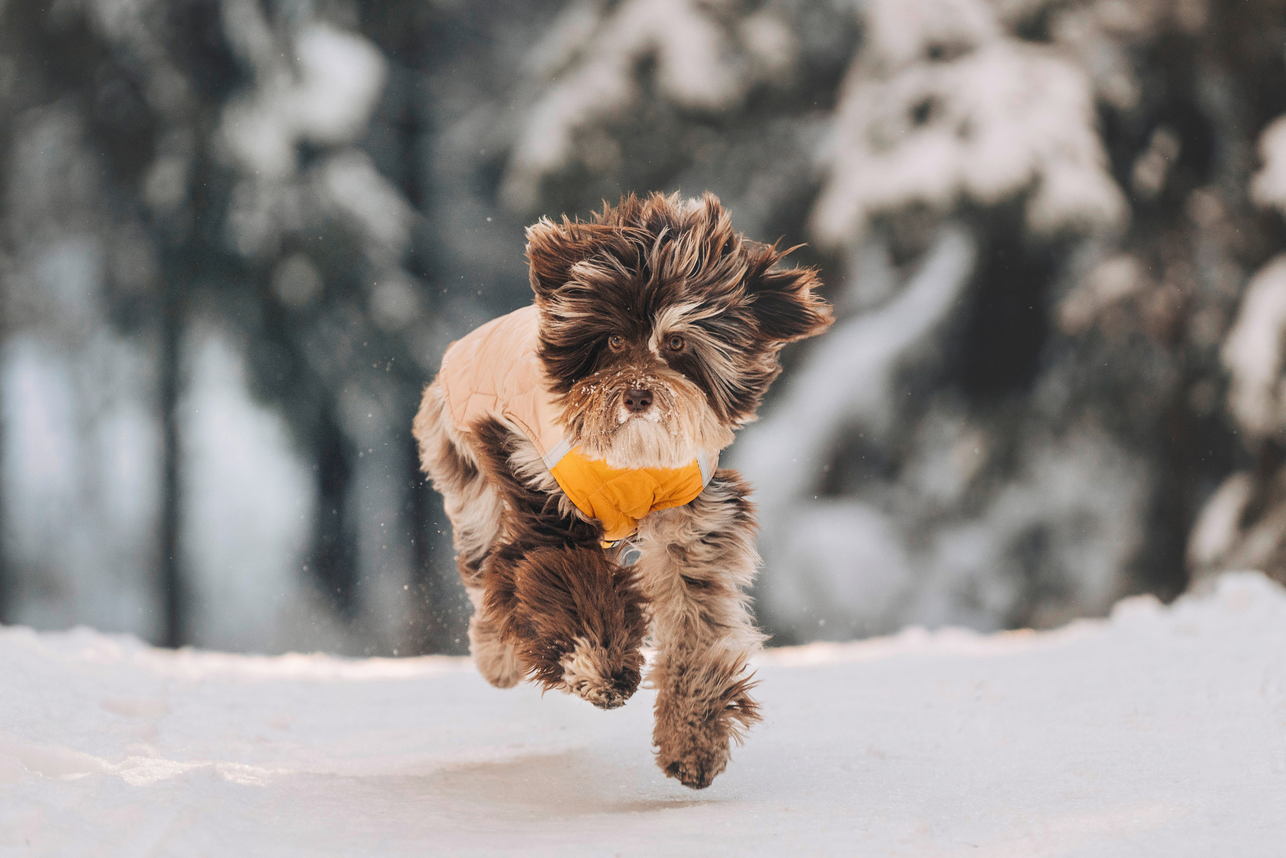 Хэйзел и её семья. Фотограф анималист в Спб недорого Олеся Майорова