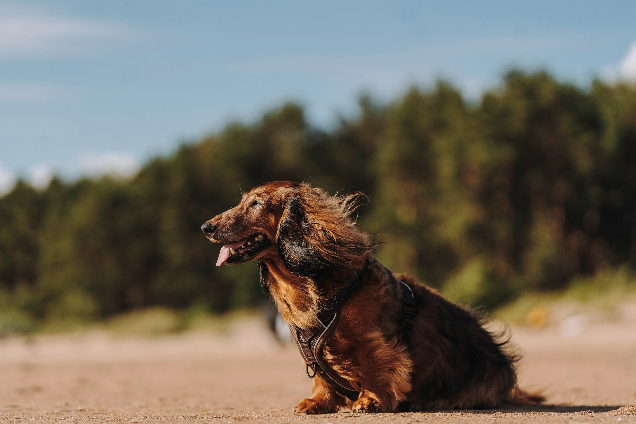 Фотосессия с длиношерстной таксой на пляжн. Фотограф анималист в Спб недорого Олеся Майорова