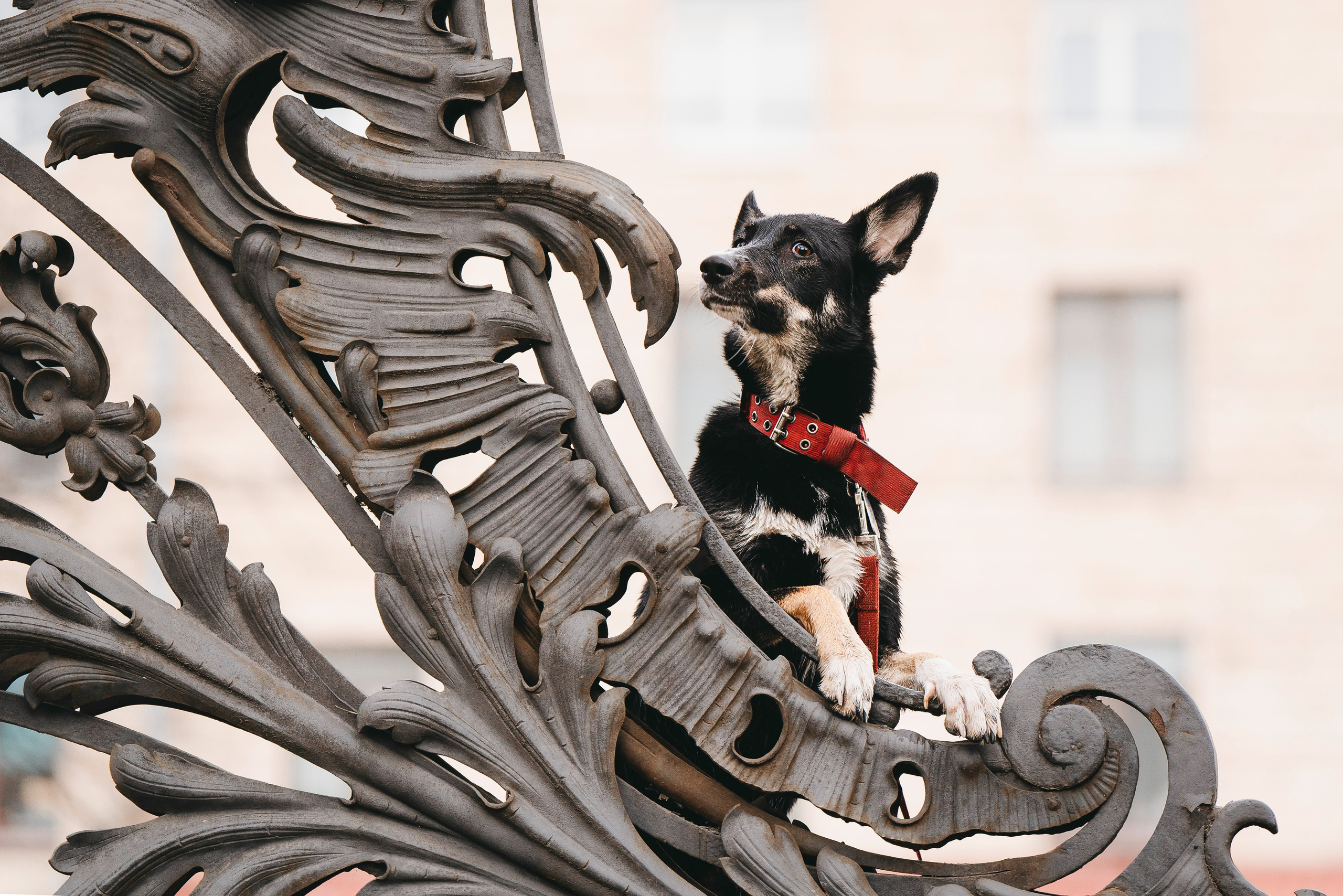 Эля и Шиза. Фотограф анималист в Спб недорого Олеся Майорова
