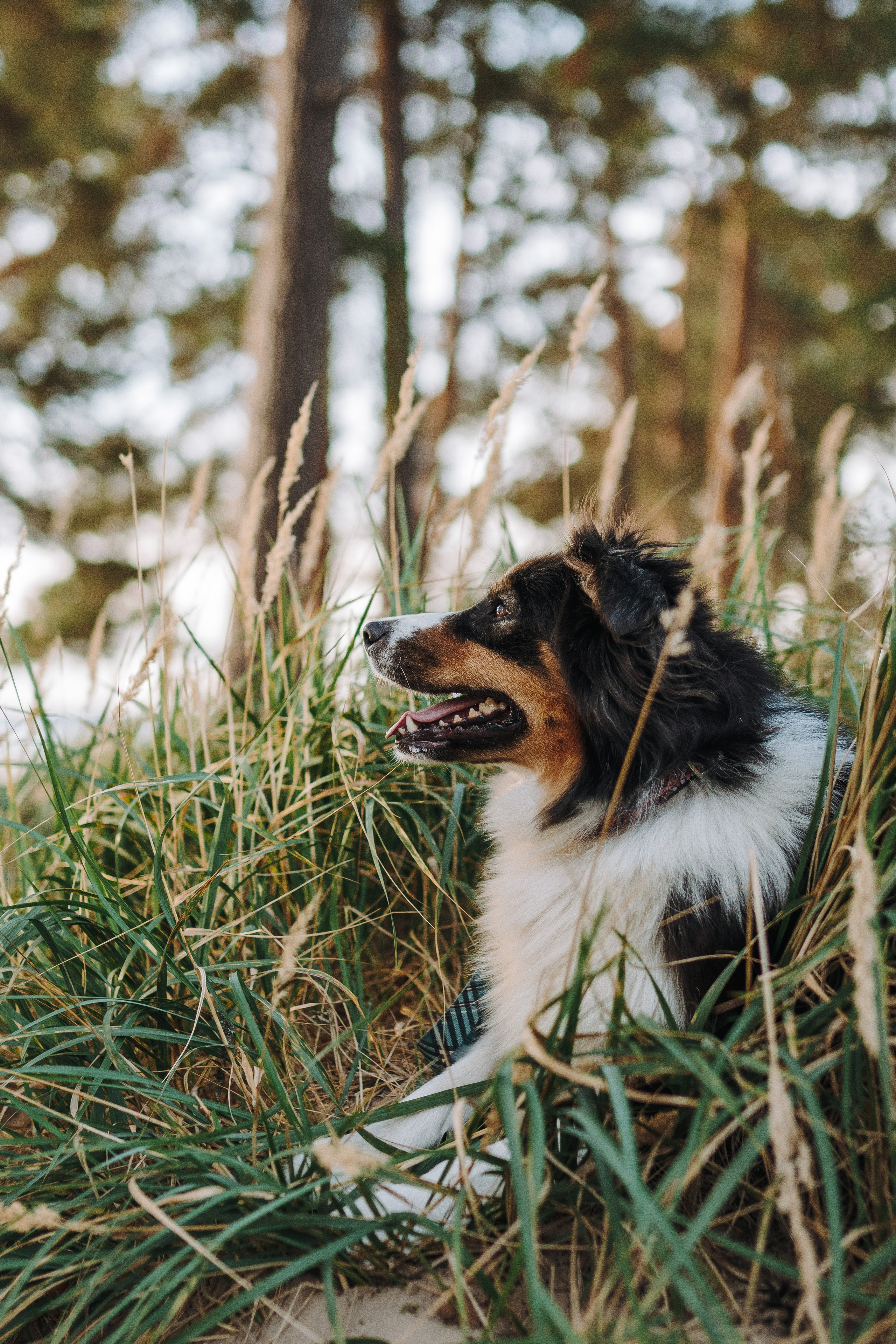 Фотограф анималист в Спб. Фотограф анималист в Спб недорого Олеся Майорова