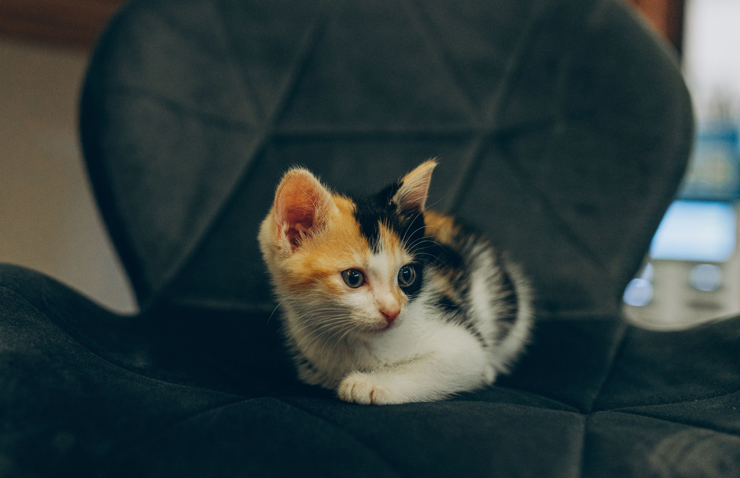 Соник. Фотограф анималист в Спб недорого Олеся Майорова