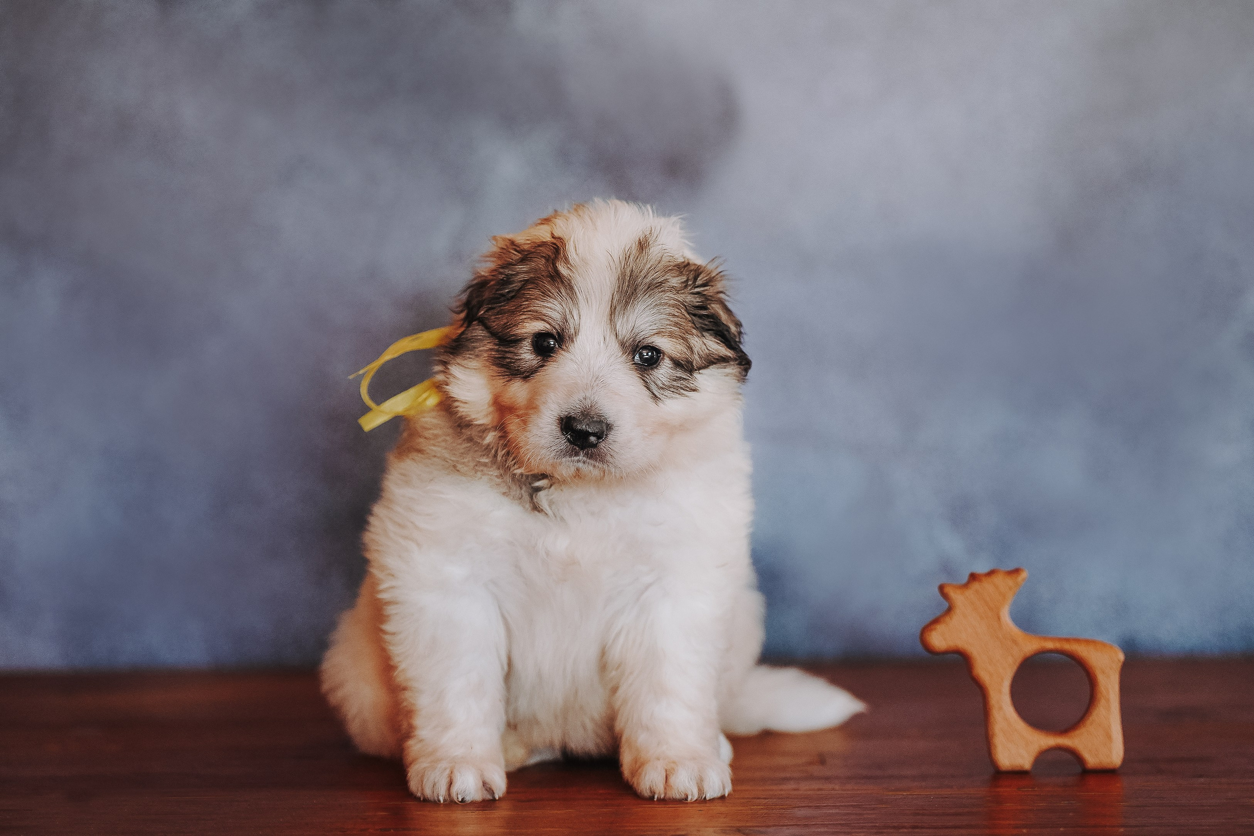 Пиренейские горные. Фотограф анималист в Спб недорого Олеся Майорова
