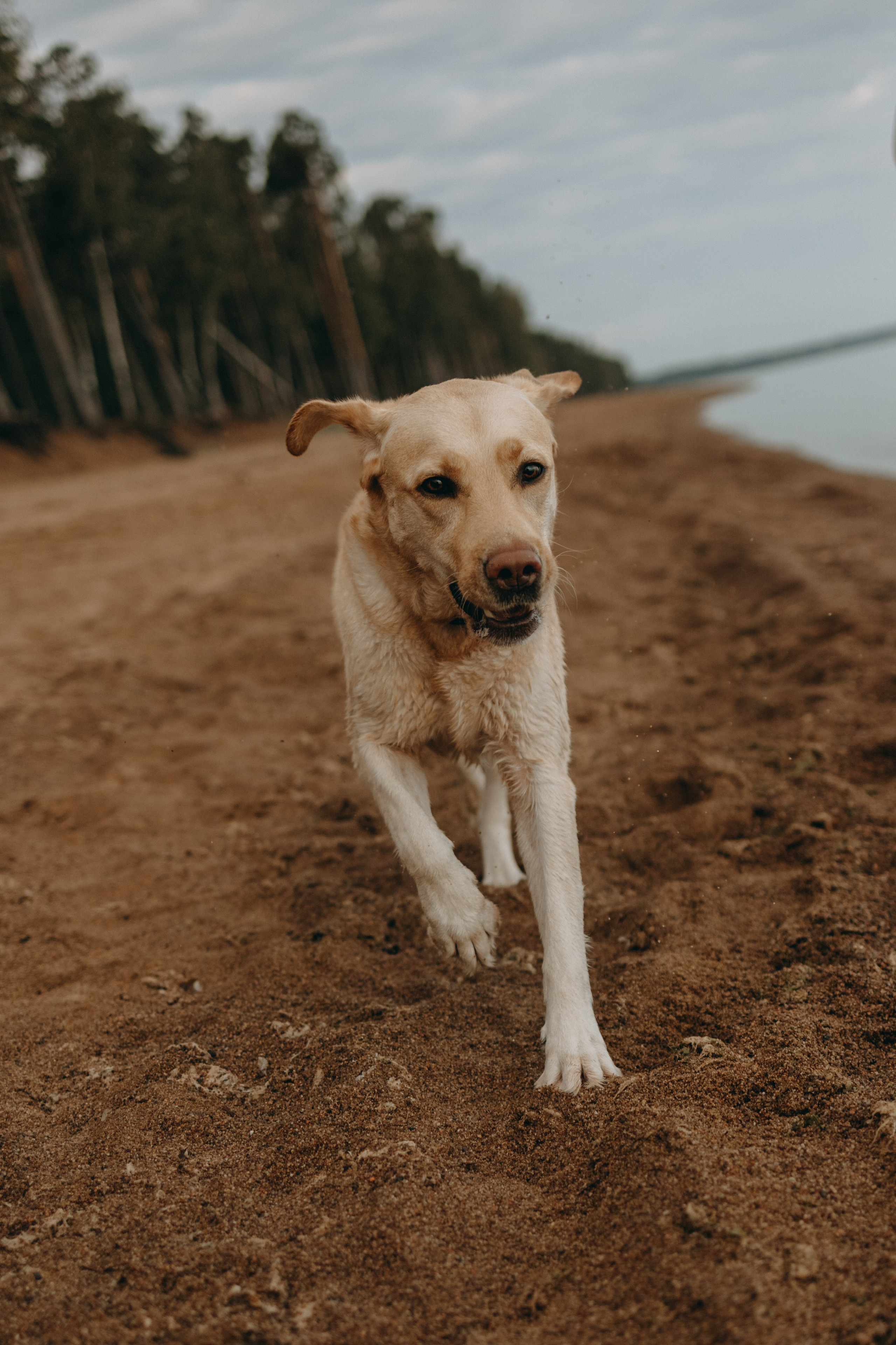Наташа и Шани. Фотограф — Анималист | Санкт-Петербург