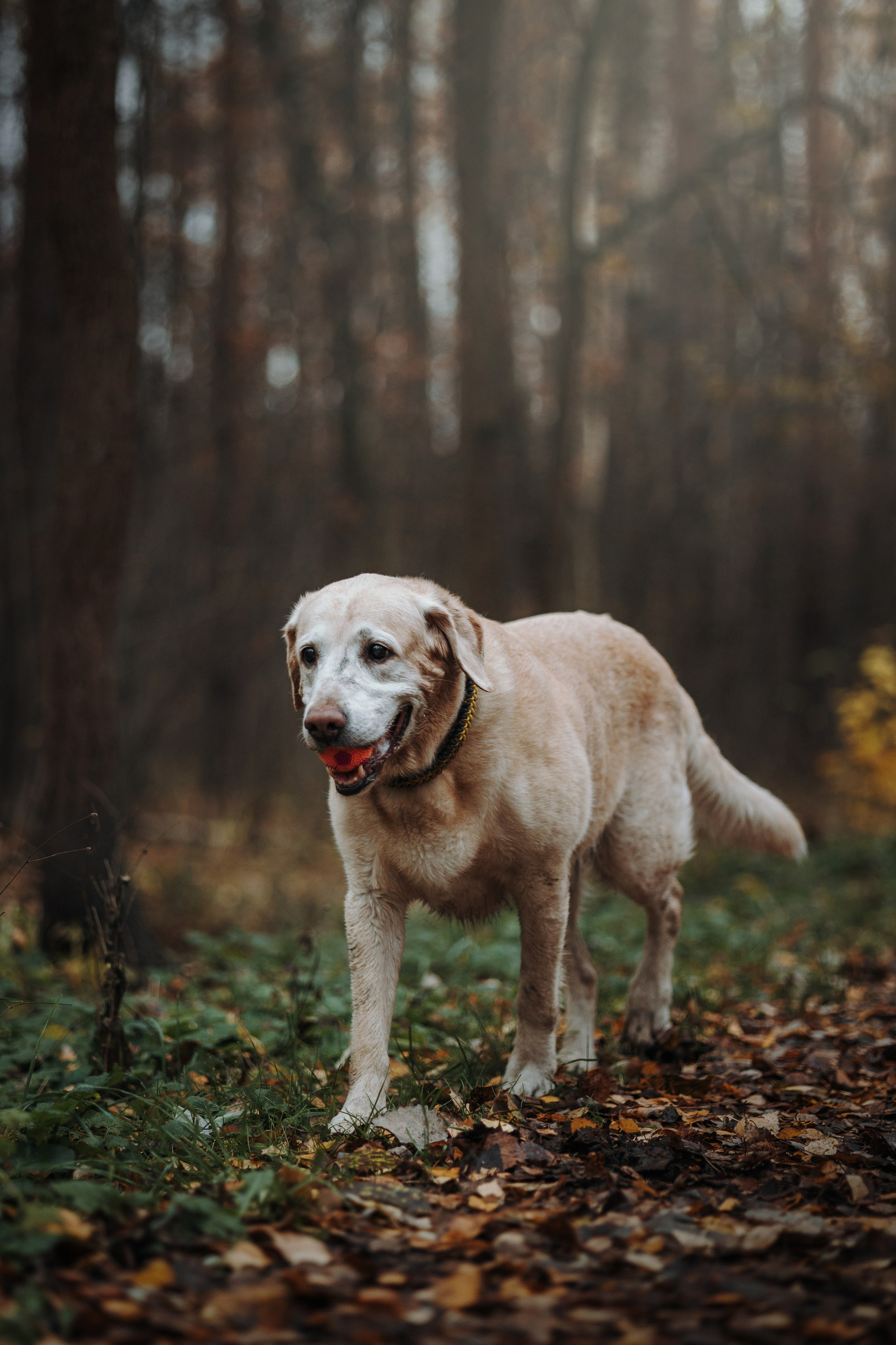 Оксана и Барон. Фотограф — Анималист | Санкт-Петербург