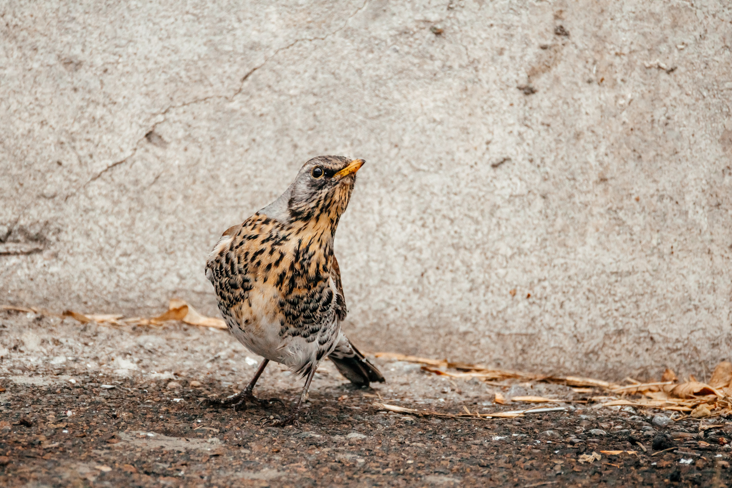 Дрозды. Фотограф в Красноярске Оксана Корчагина
