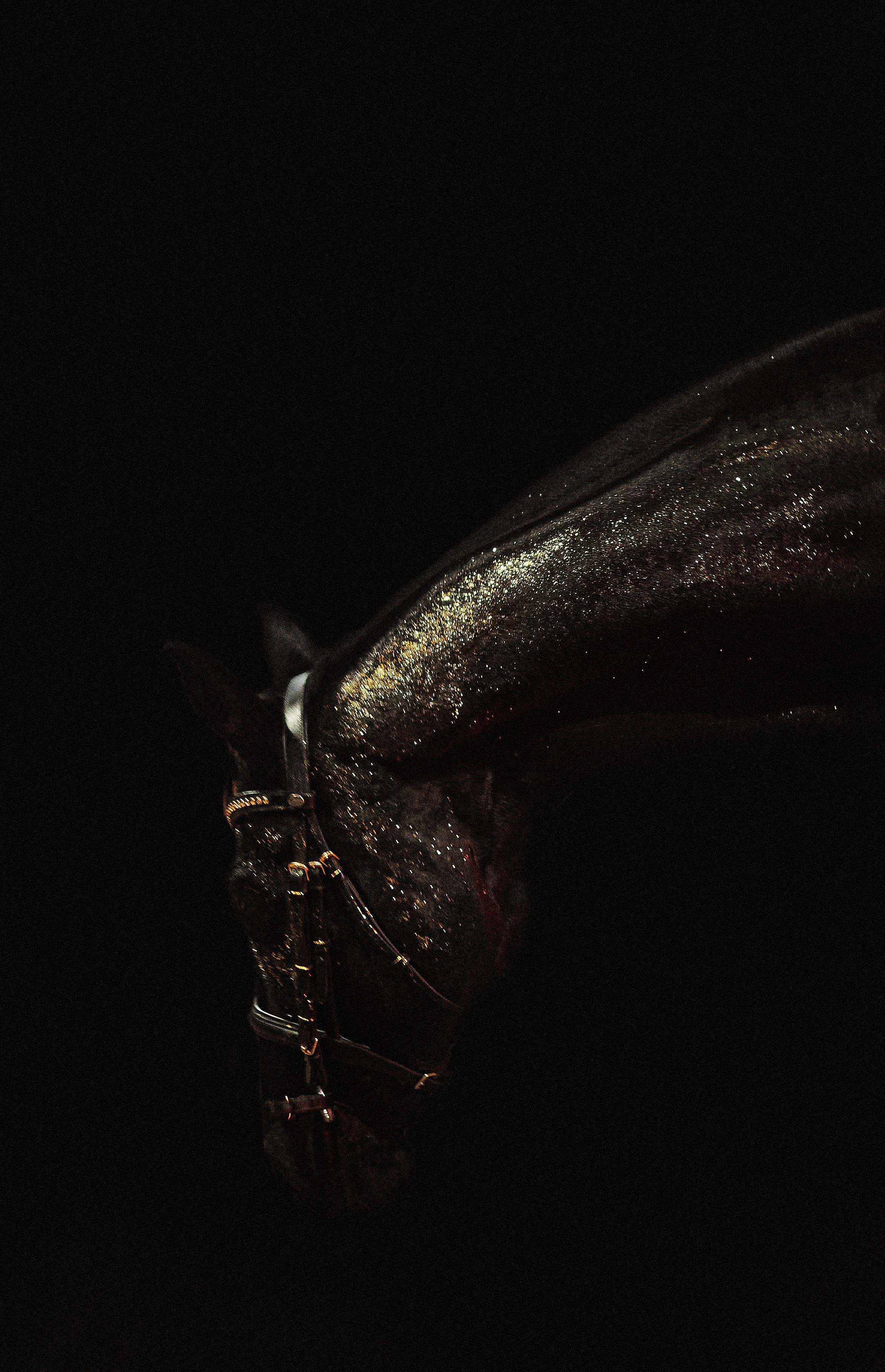 Кобыла Прима Вера, рвп, КСК «Звёздный». Фотосессии с лошадьми в Москве, Новосибирске