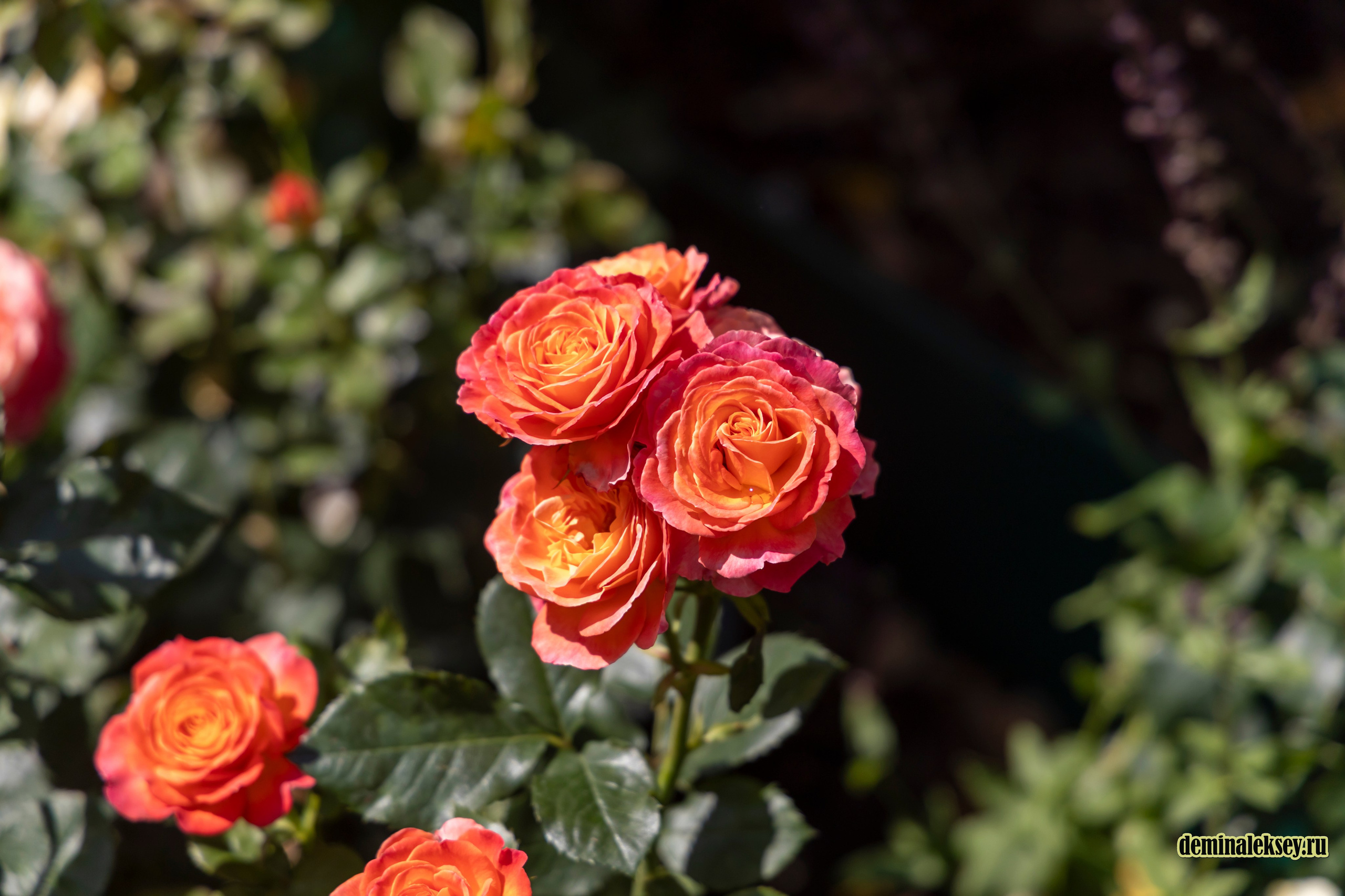 Фестиваль Дни индии на Манежной площади. Репортажный, семейный и студийный фотограф в Москве Демин Алексей