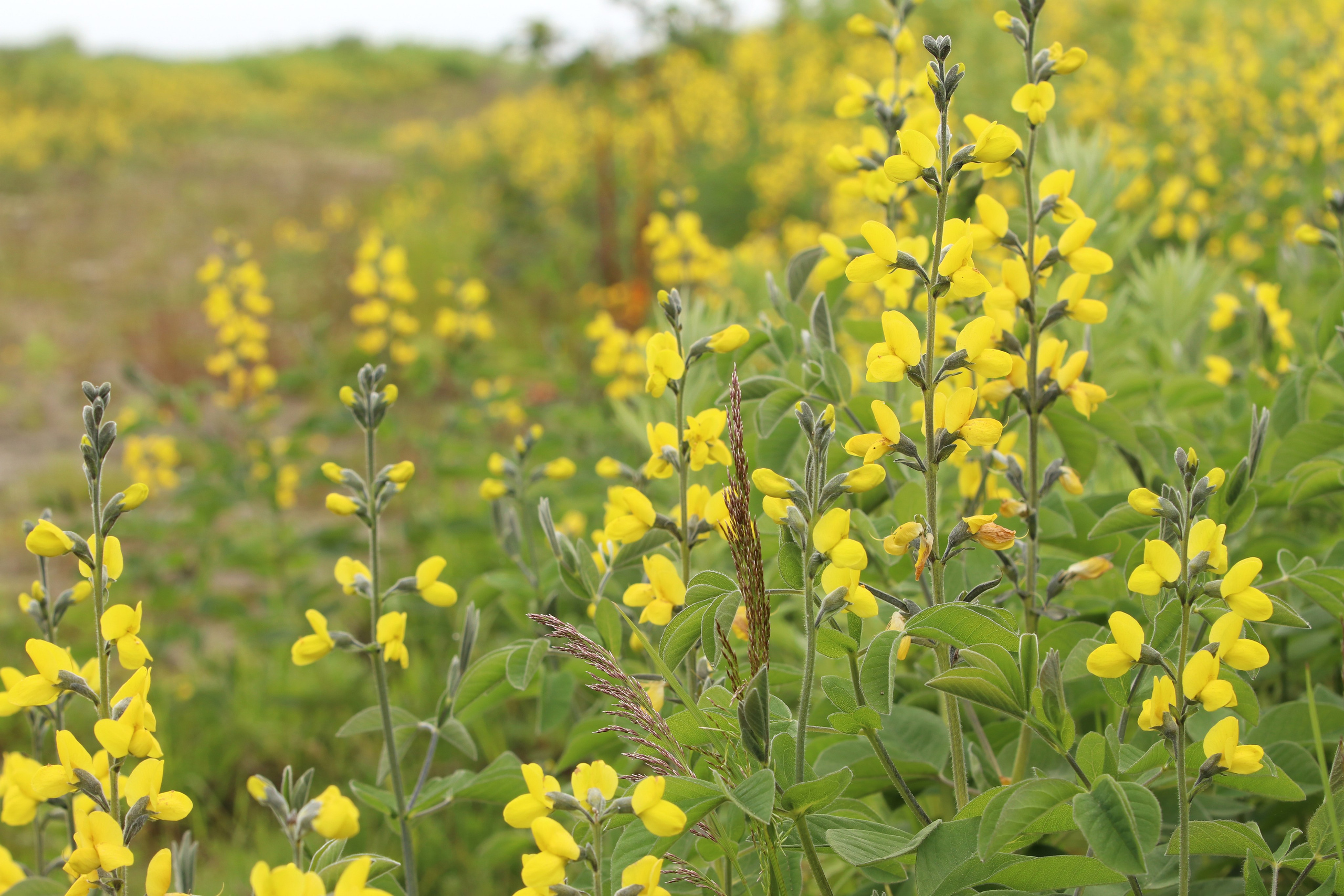 Камчатка и о. Парамушир. Июль 2024. Путешественник-фотограф из Санкт-Петербурга Татьяна Свистулина