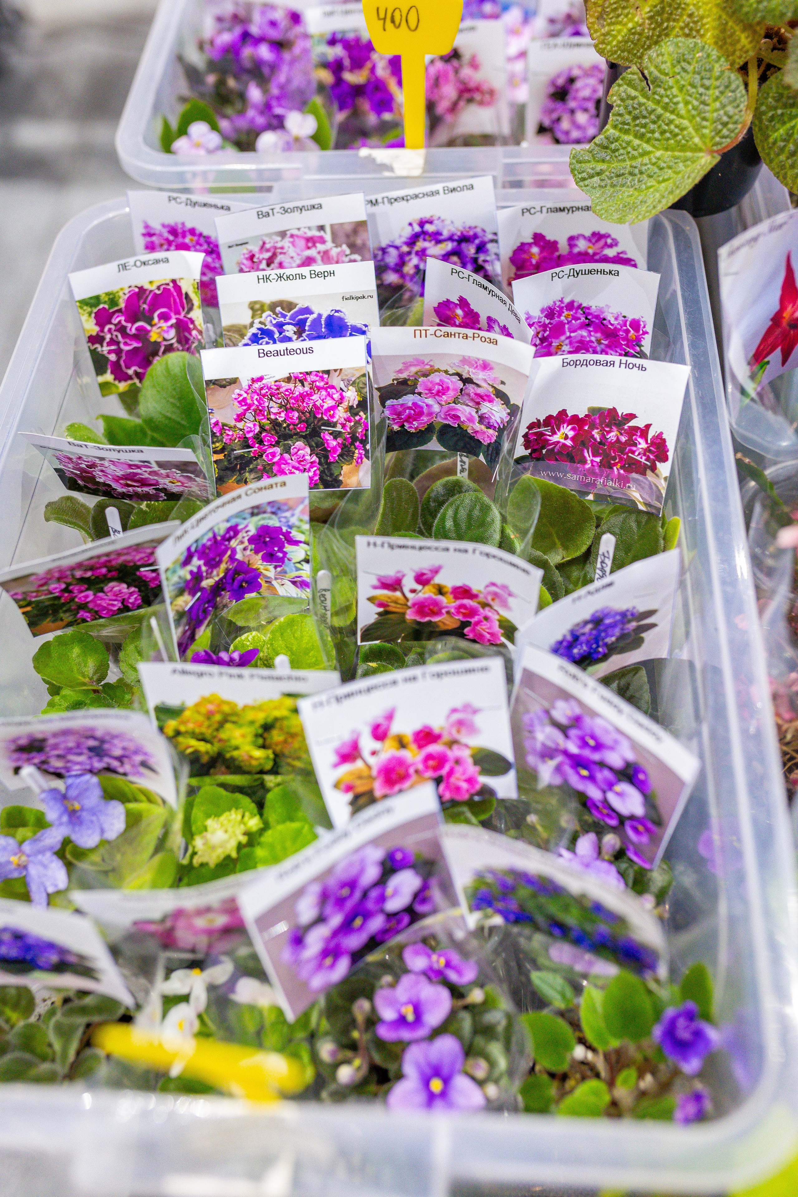 Орхидиум 12.2025. Александра Куликова фотограф, Москва