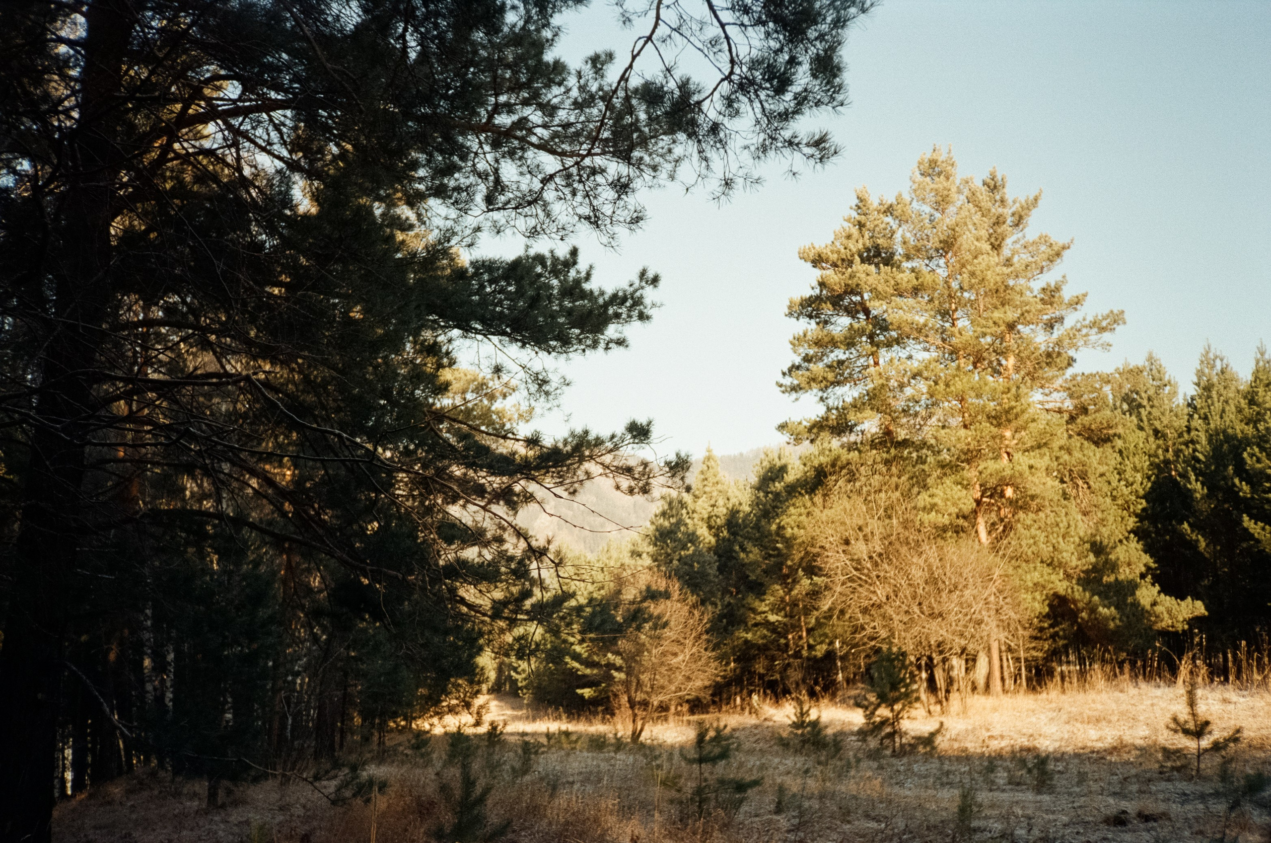 Дорога до Coffee Bus по Чемальскому тракту и Кедровый остров. Фотограф-документалист Мария Осокина