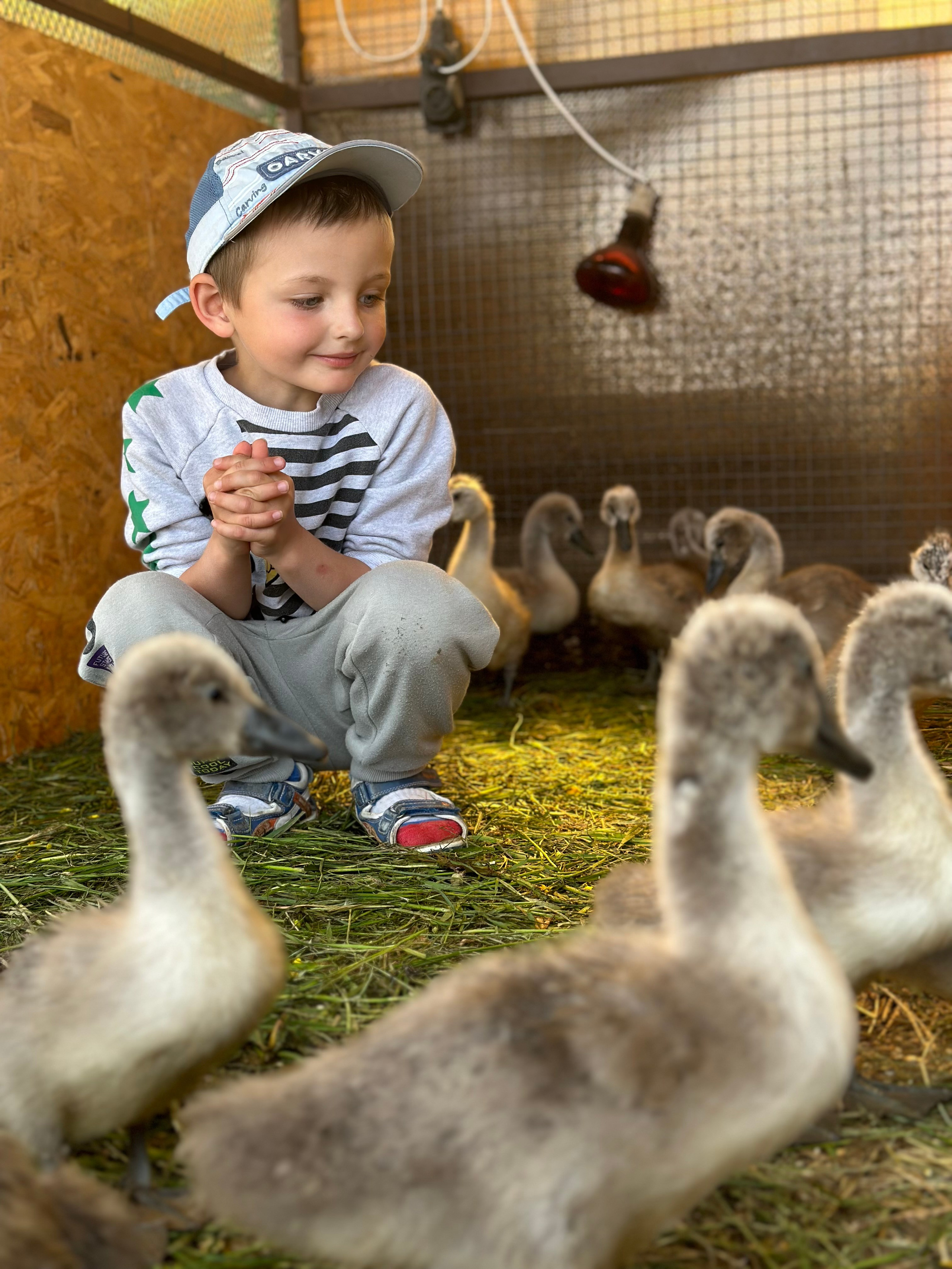 На ферме. Главная