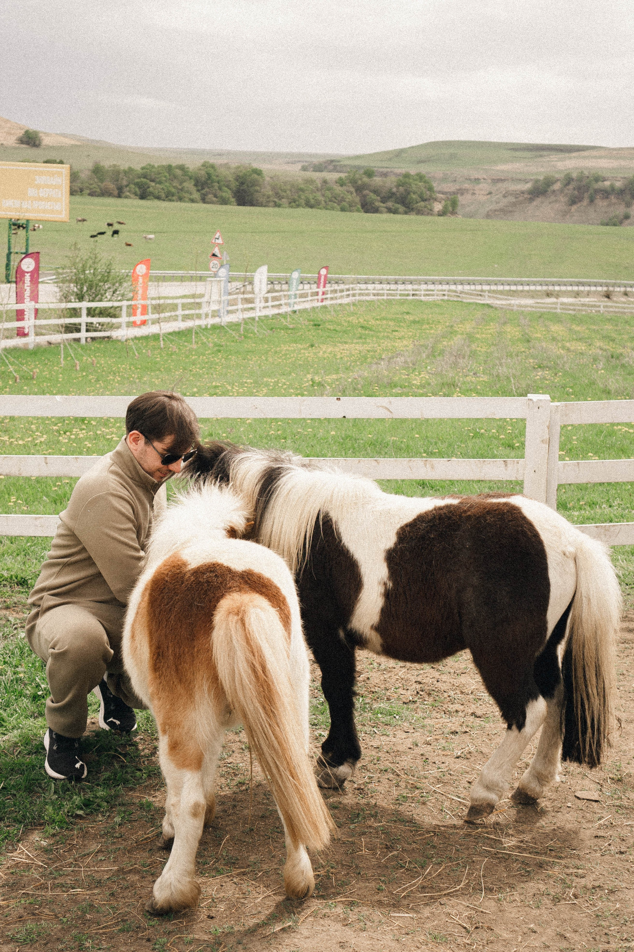Ферма Альпак. Профессиональный фотограф, Санкт-Петербург — Виктория Богомолова
