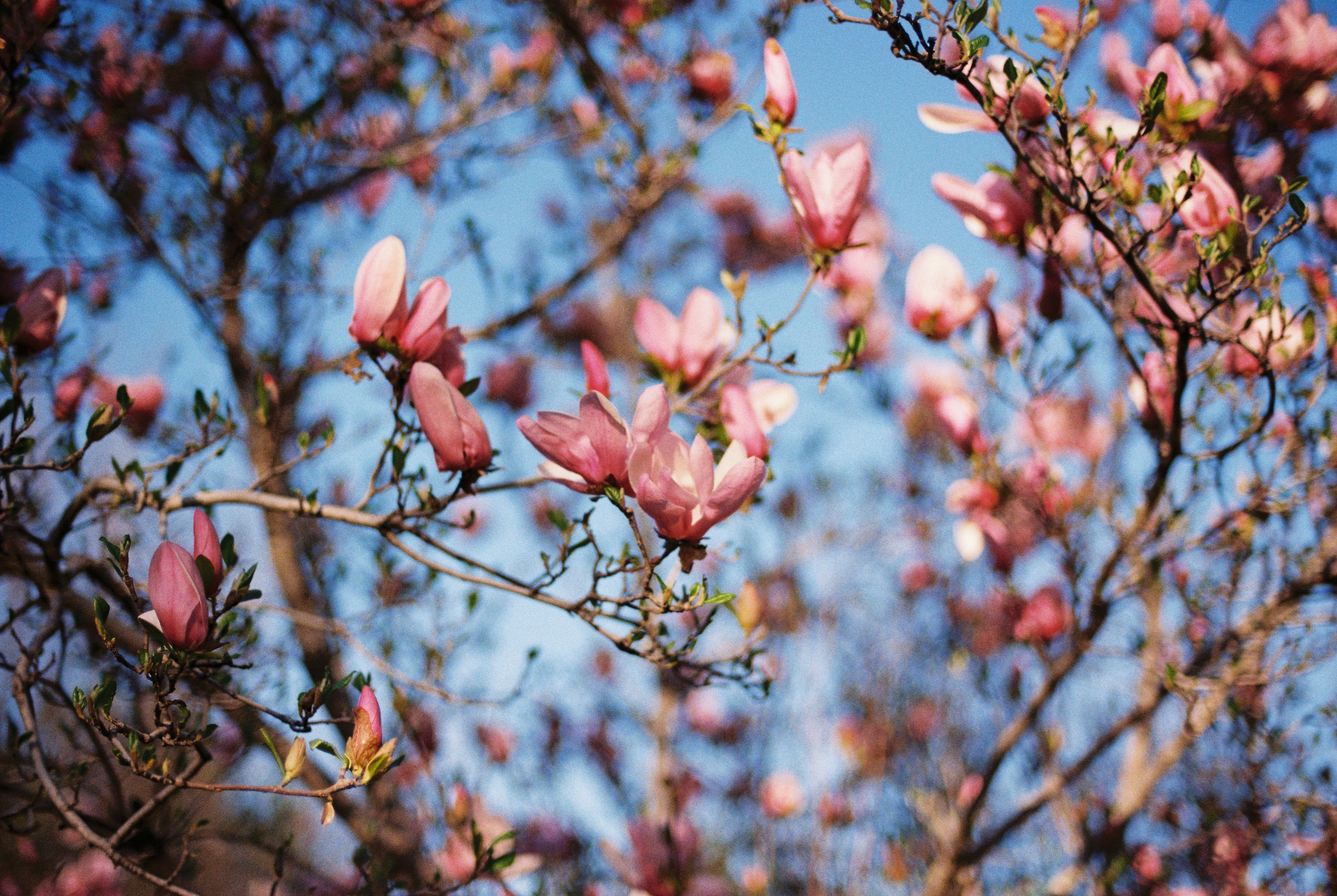 Ботанический сад, апрель 2026. Репортажный и портретный фотограф в Алматы — Дарья Фёдорова