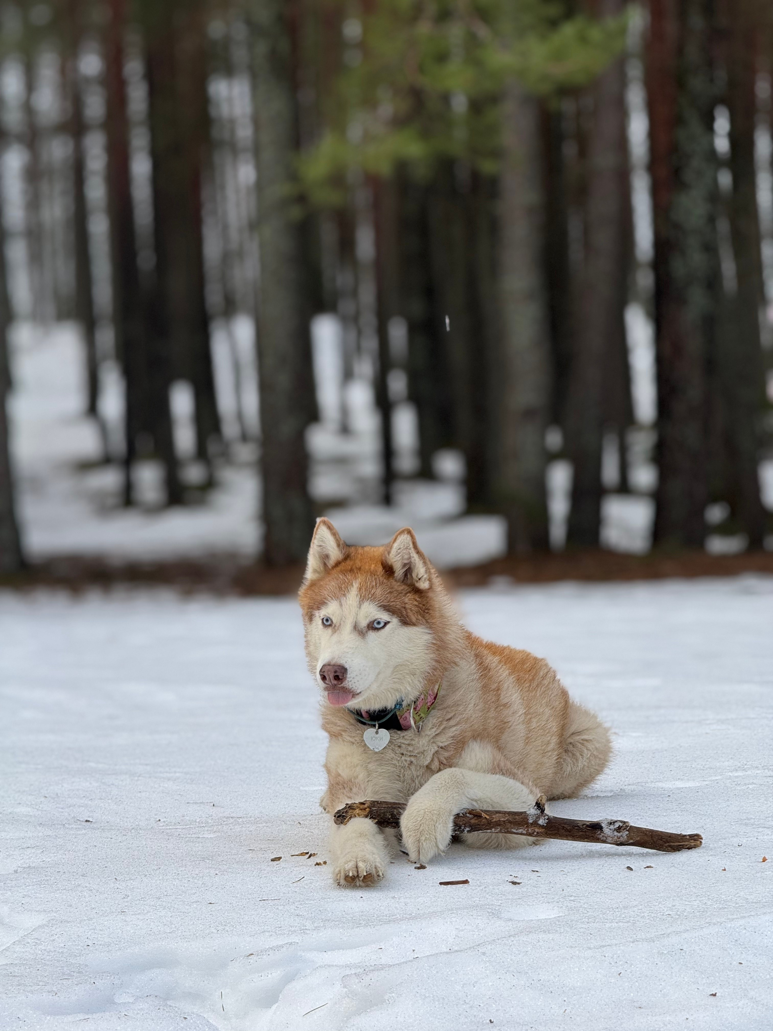 Ваши фотографии. Фотограф анималист Осипчикова Мария