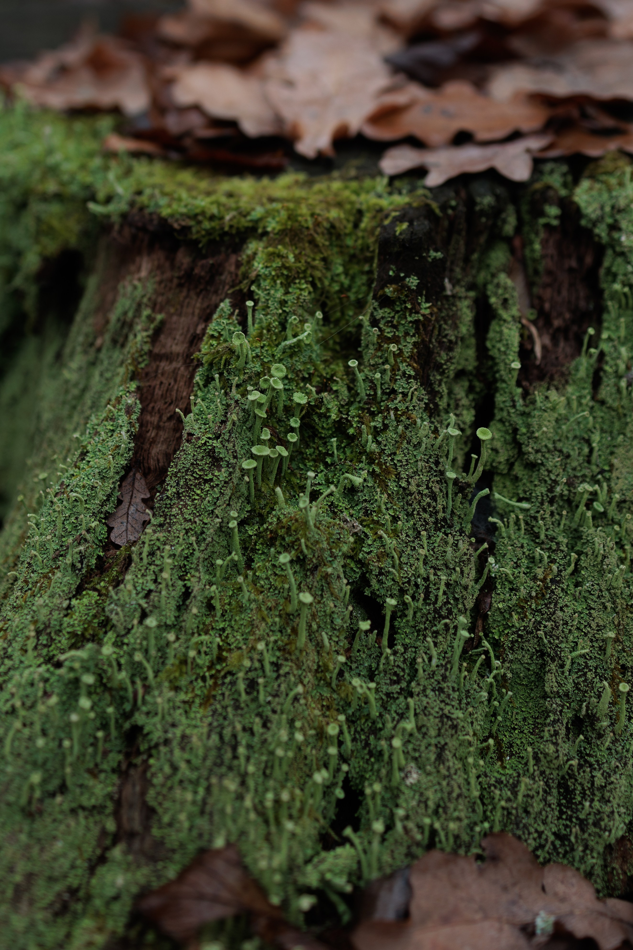 В туманном лесу. Семейный фотограф в Белгороде