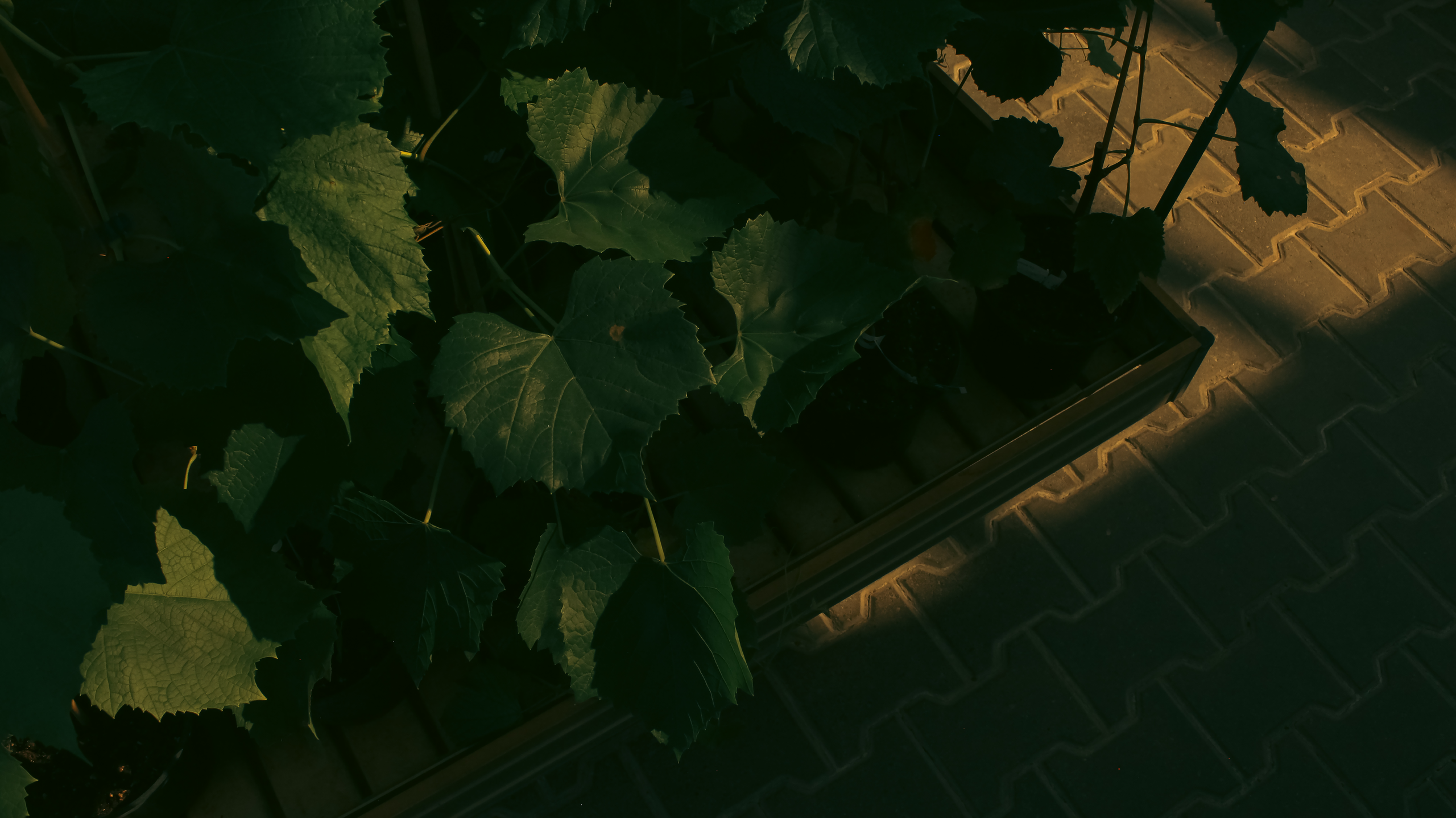 TMN ivapark '24. Фотограф/дизайнер в Екатеринбурге Хитрый Дмитрий