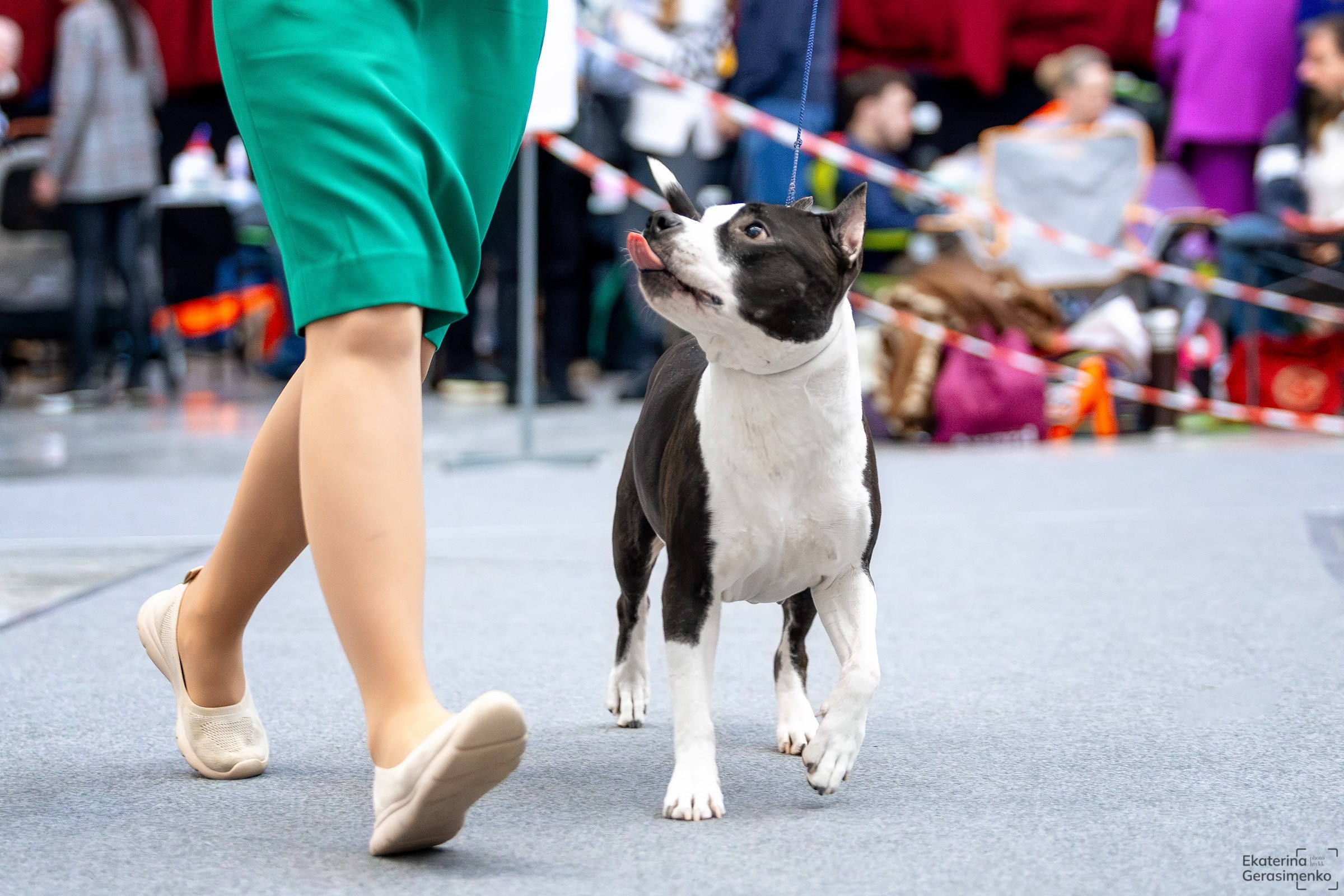 18 января 2025, Выставка РКФ, г. Пермь. Htykk_photo