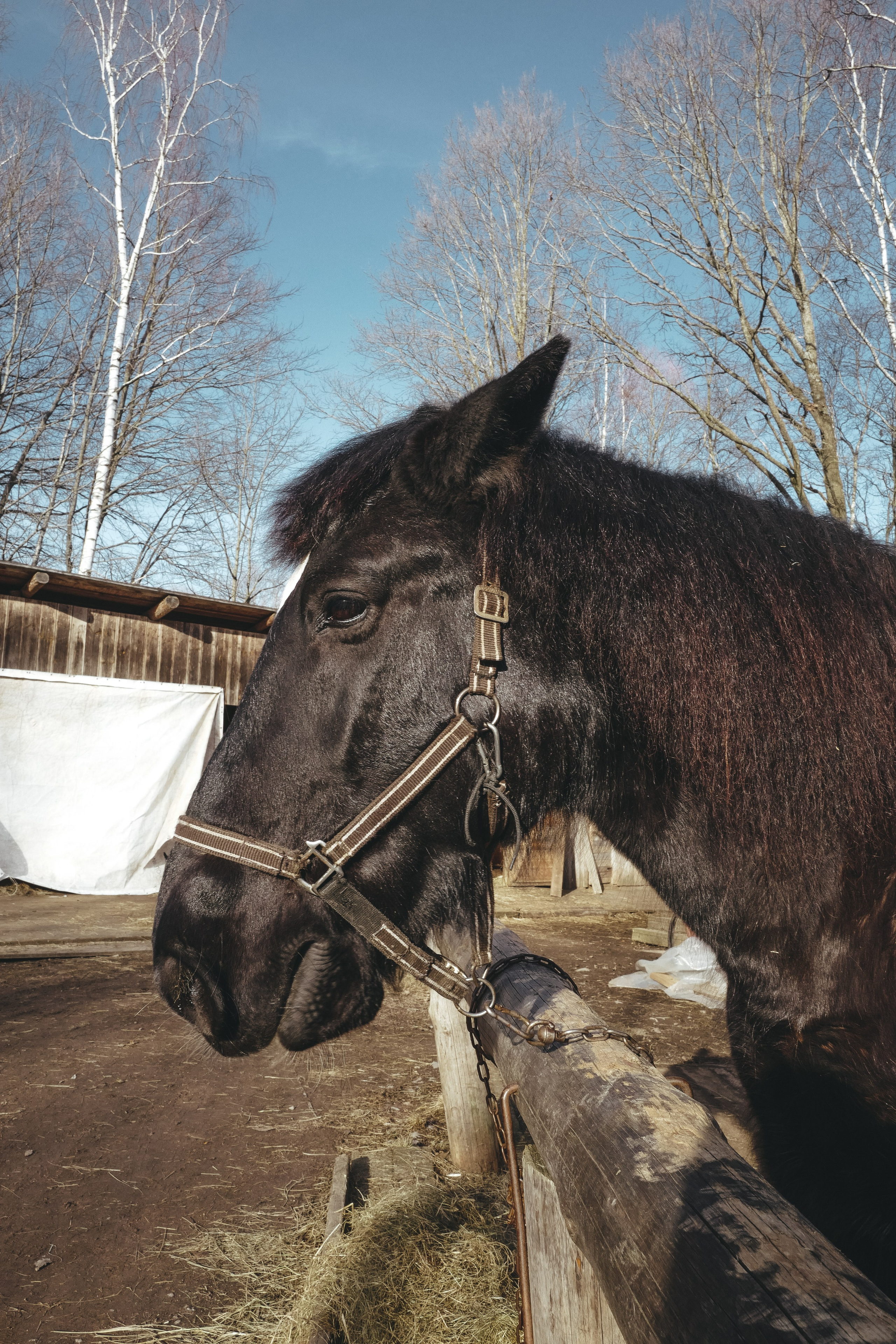 Vitoslavici/Novgorod. <3