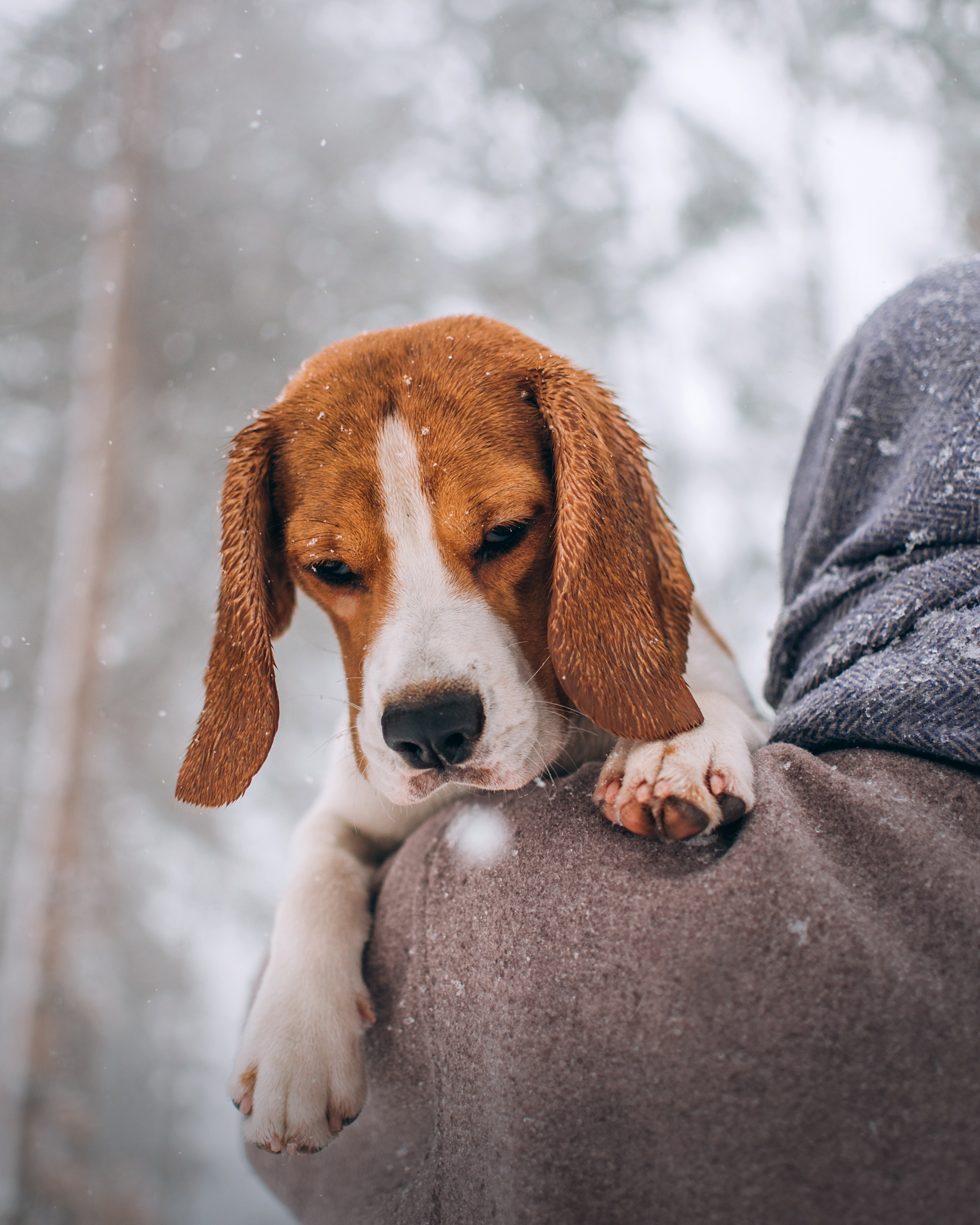 Прогулка с собаками: бигли и Лена. Портфолио