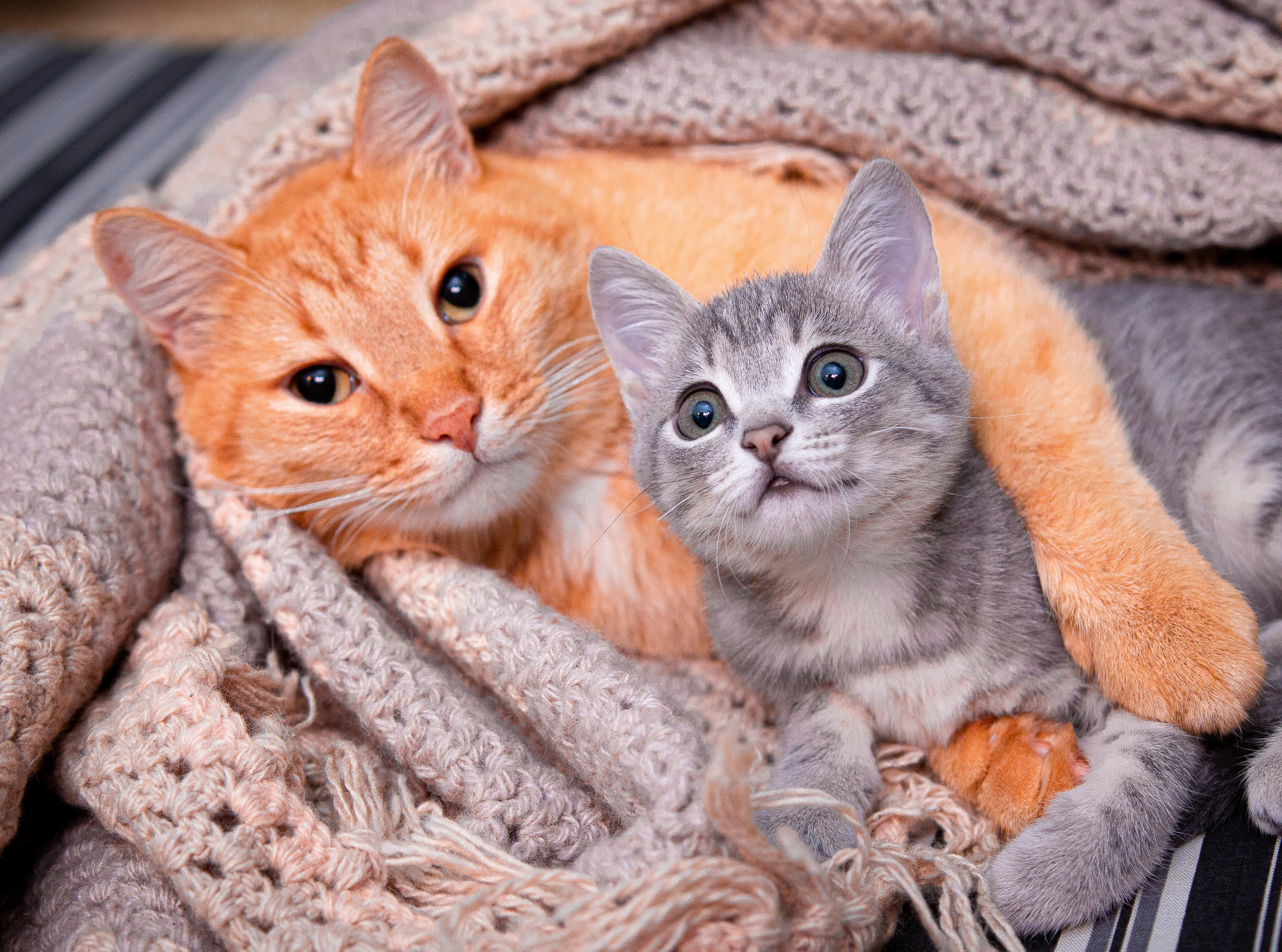Портреты ваших питомцев. Коммерческий, рекламный фотограф в Уфе Сергей Крайкин