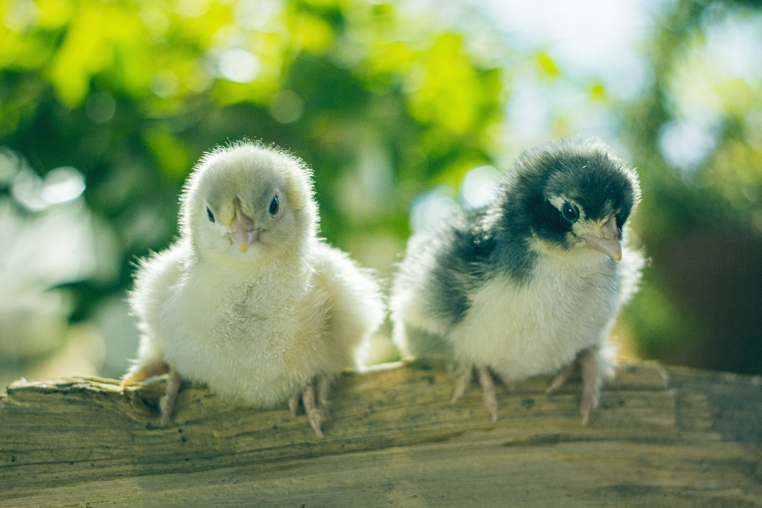 Портреты ваших питомцев. Коммерческий, рекламный фотограф в Уфе Сергей Крайкин
