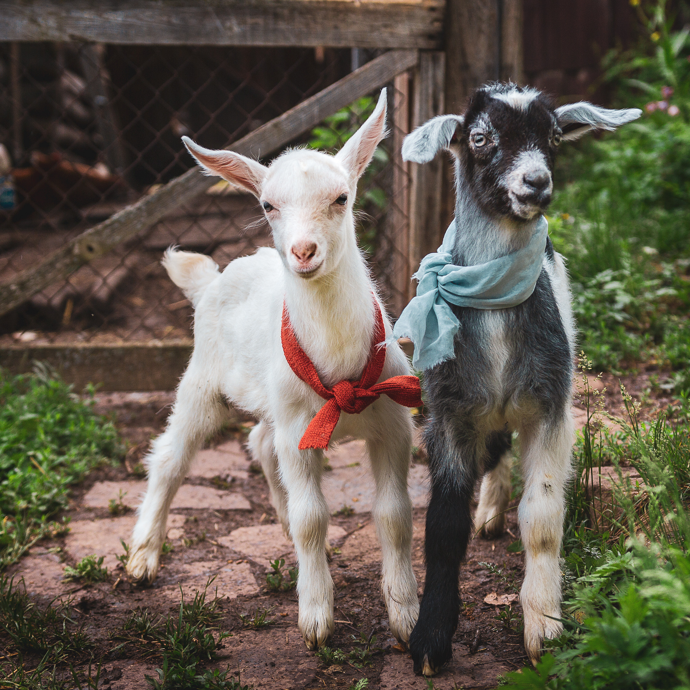 Портреты ваших питомцев. Коммерческий, рекламный фотограф в Уфе Сергей Крайкин