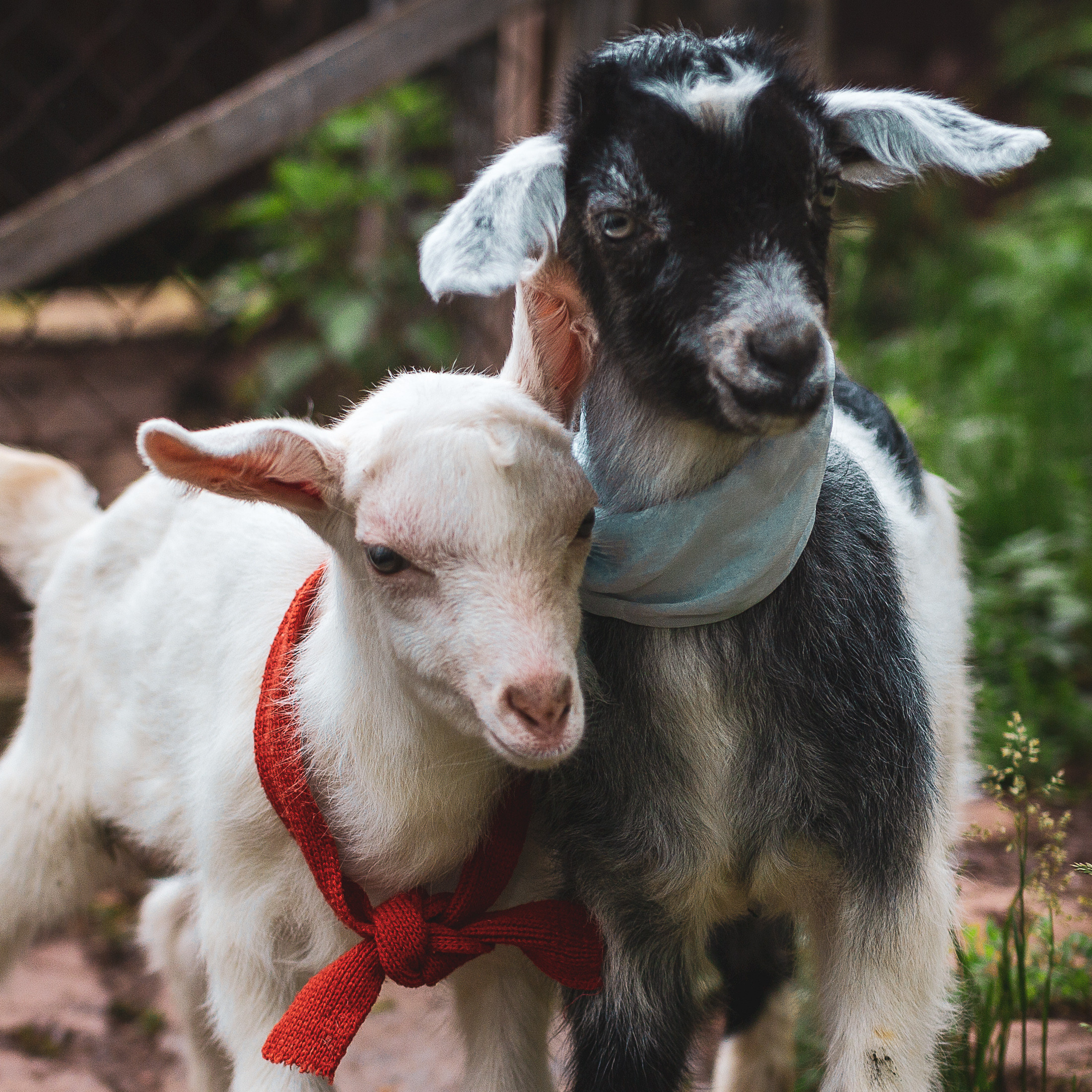 Портреты ваших питомцев. Коммерческий, рекламный фотограф в Уфе Сергей Крайкин