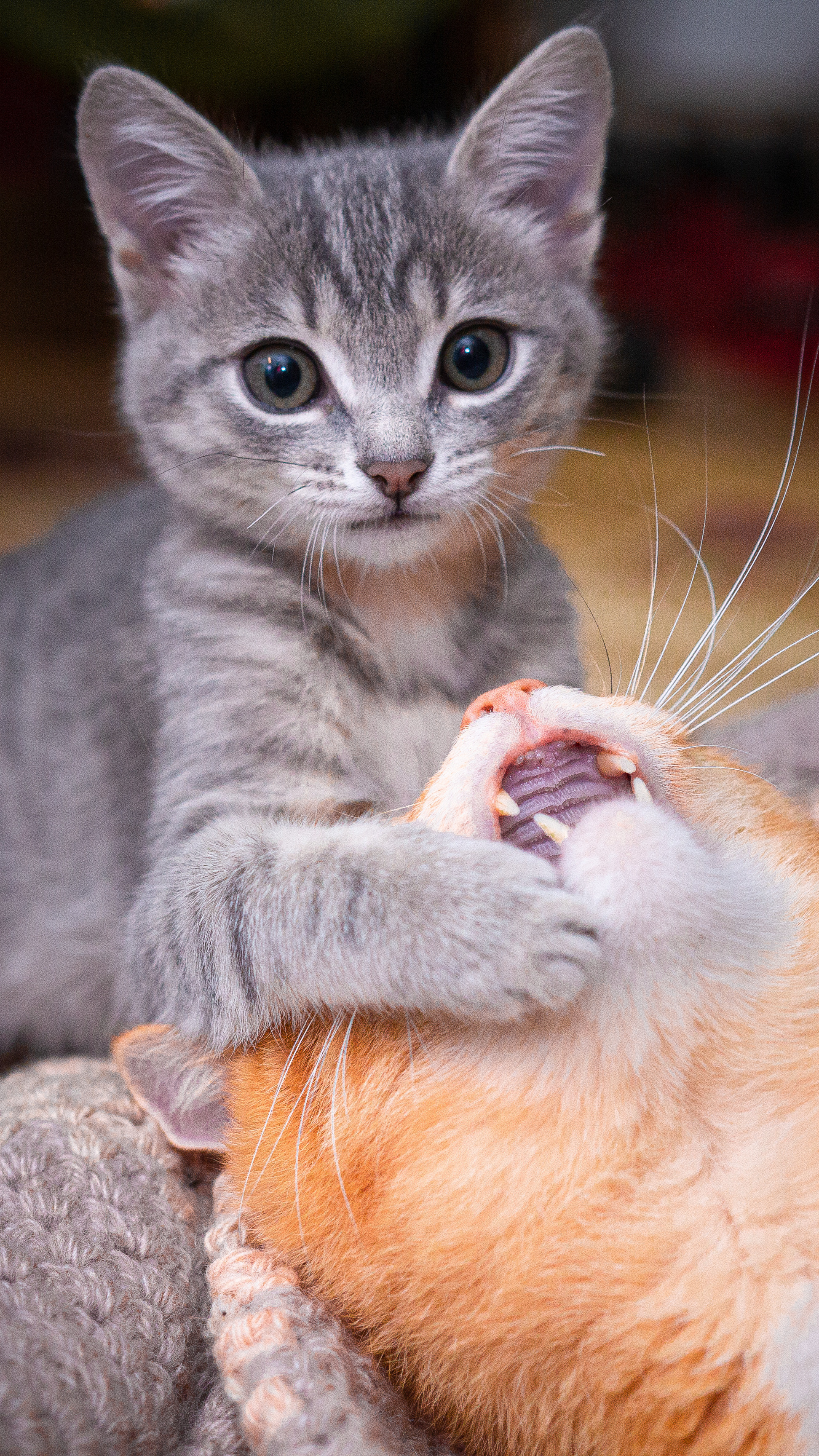 Портреты ваших питомцев. Коммерческий, рекламный фотограф в Уфе Сергей Крайкин