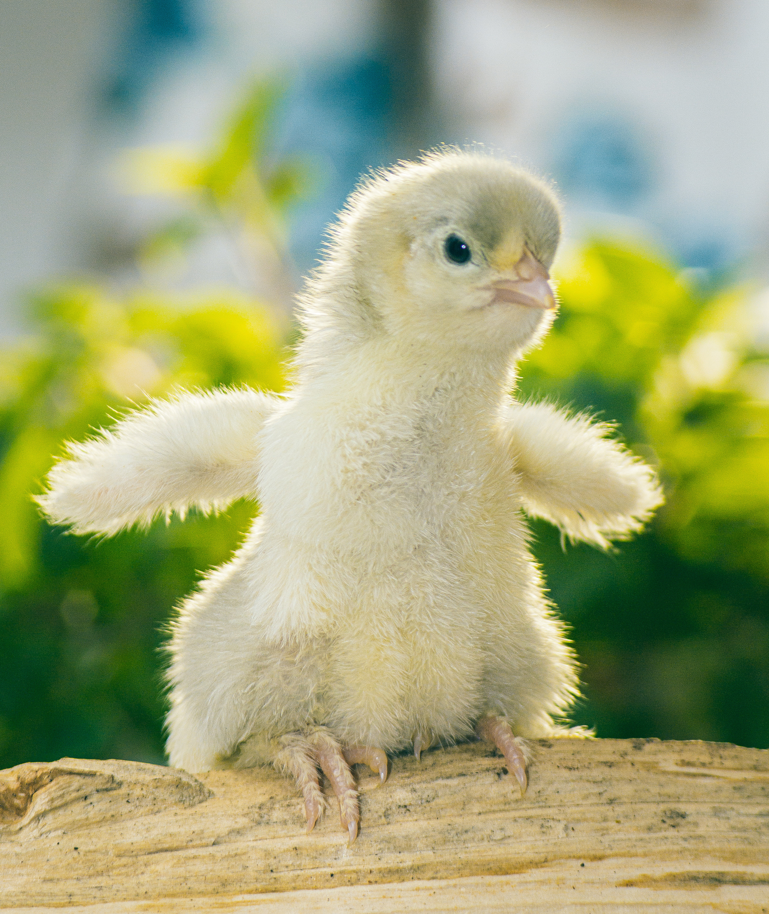 Портреты ваших питомцев. Коммерческий, рекламный фотограф в Уфе Сергей Крайкин