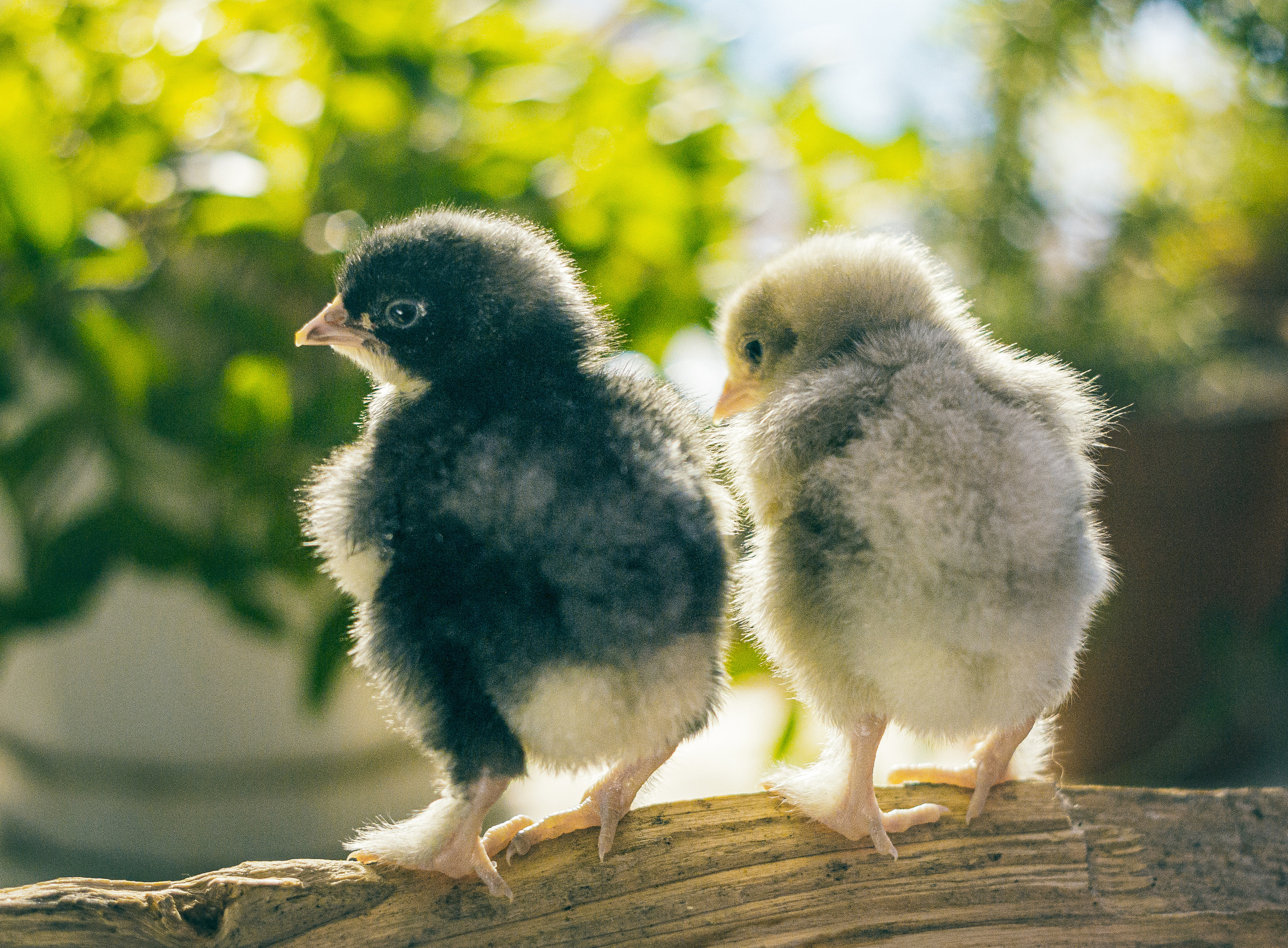 Портреты ваших питомцев. Коммерческий, рекламный фотограф в Уфе Сергей Крайкин