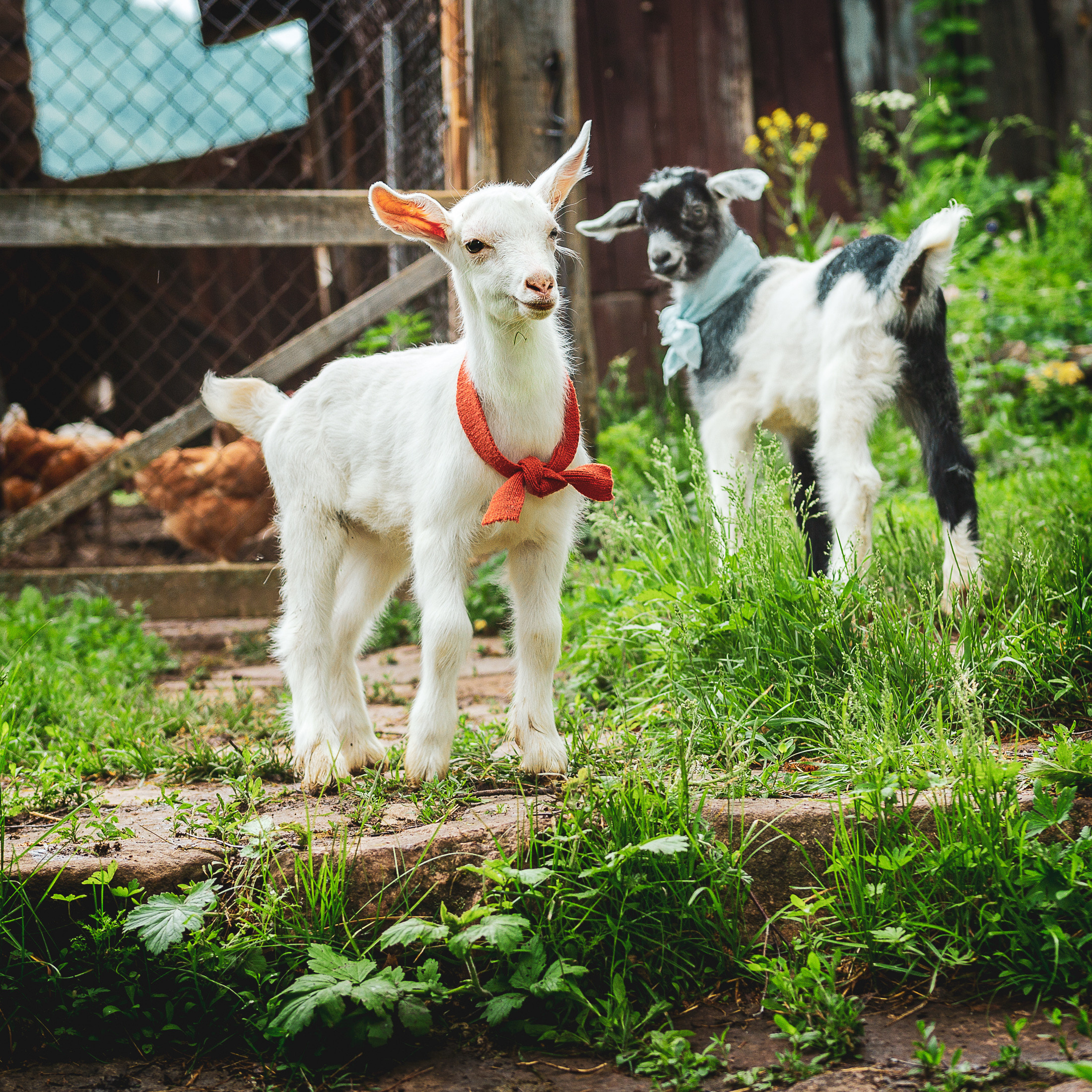 Портреты ваших питомцев. Коммерческий, рекламный фотограф в Уфе Сергей Крайкин