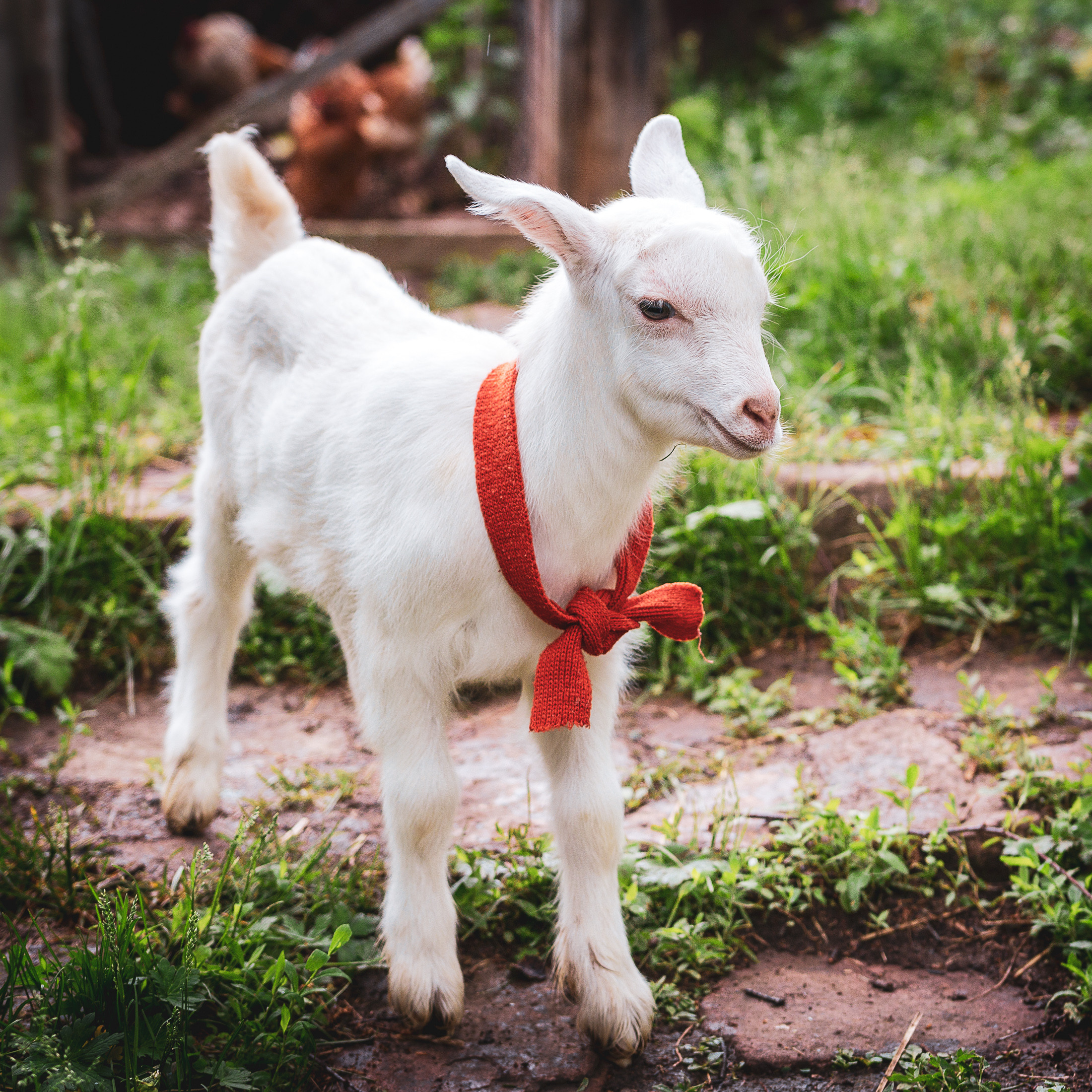 Портреты ваших питомцев. Коммерческий, рекламный фотограф в Уфе Сергей Крайкин