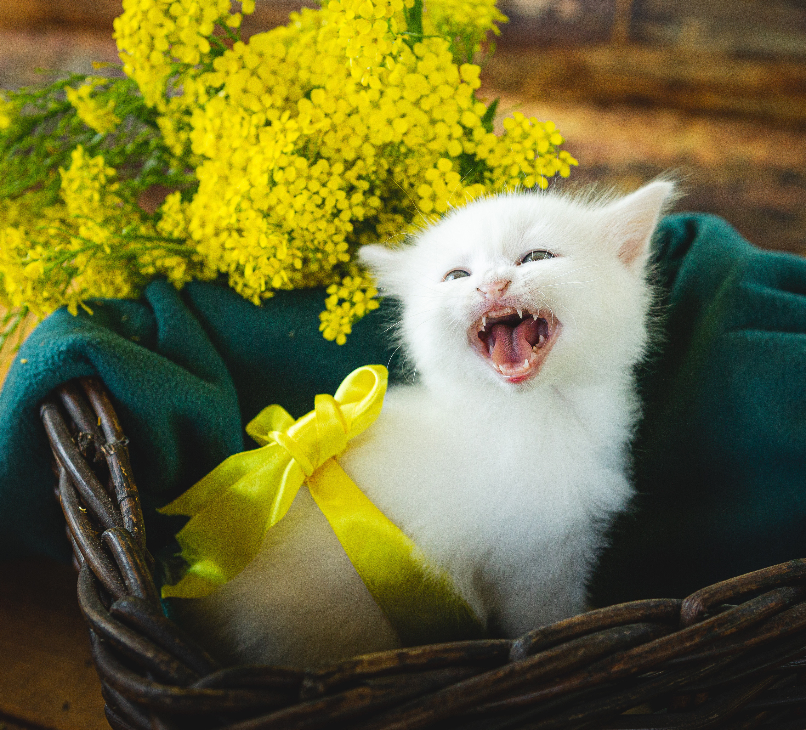 Портреты ваших питомцев. Коммерческий, рекламный фотограф в Уфе Сергей Крайкин