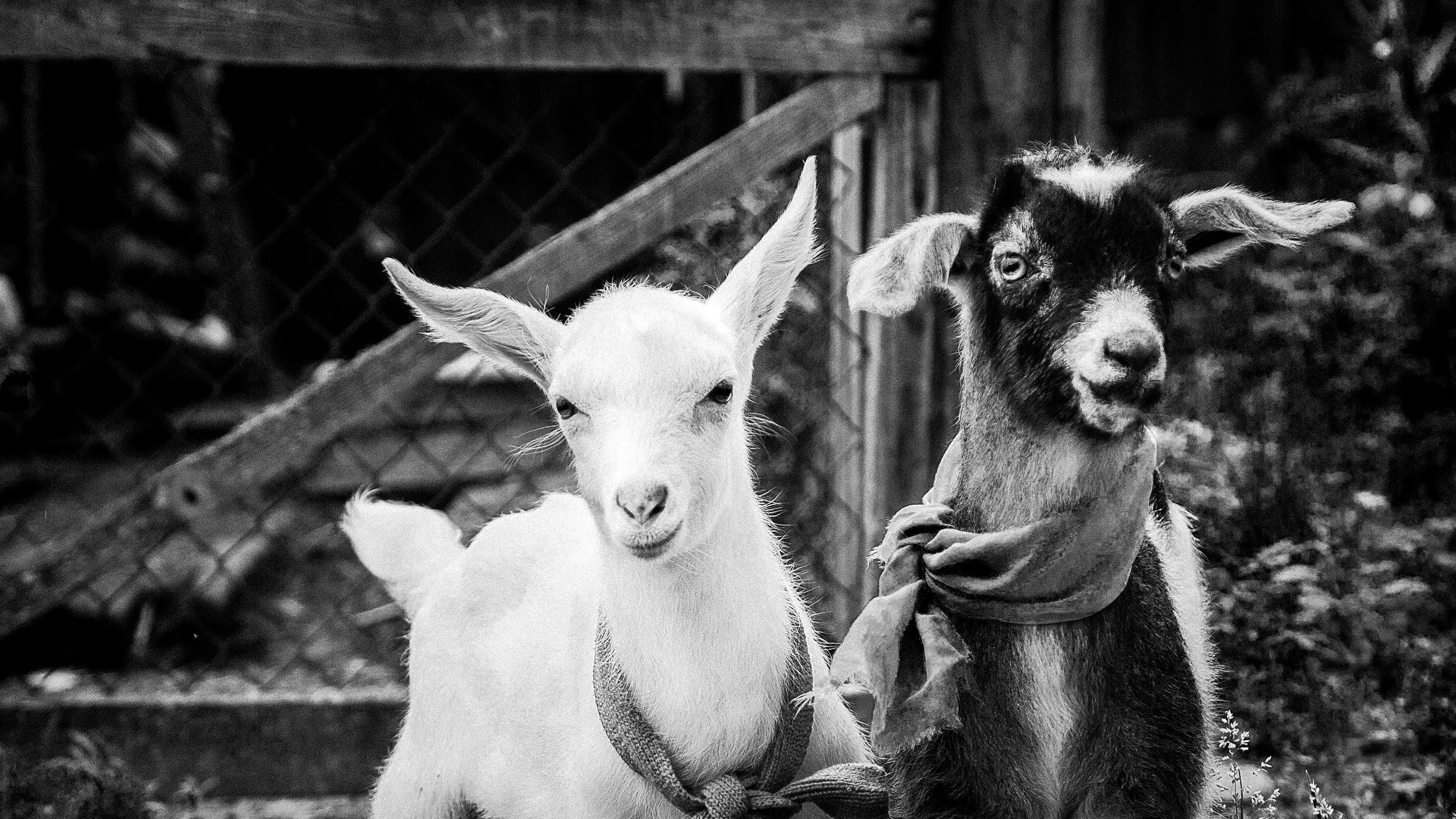 Портреты ваших питомцев. Коммерческий, рекламный фотограф в Уфе Сергей Крайкин