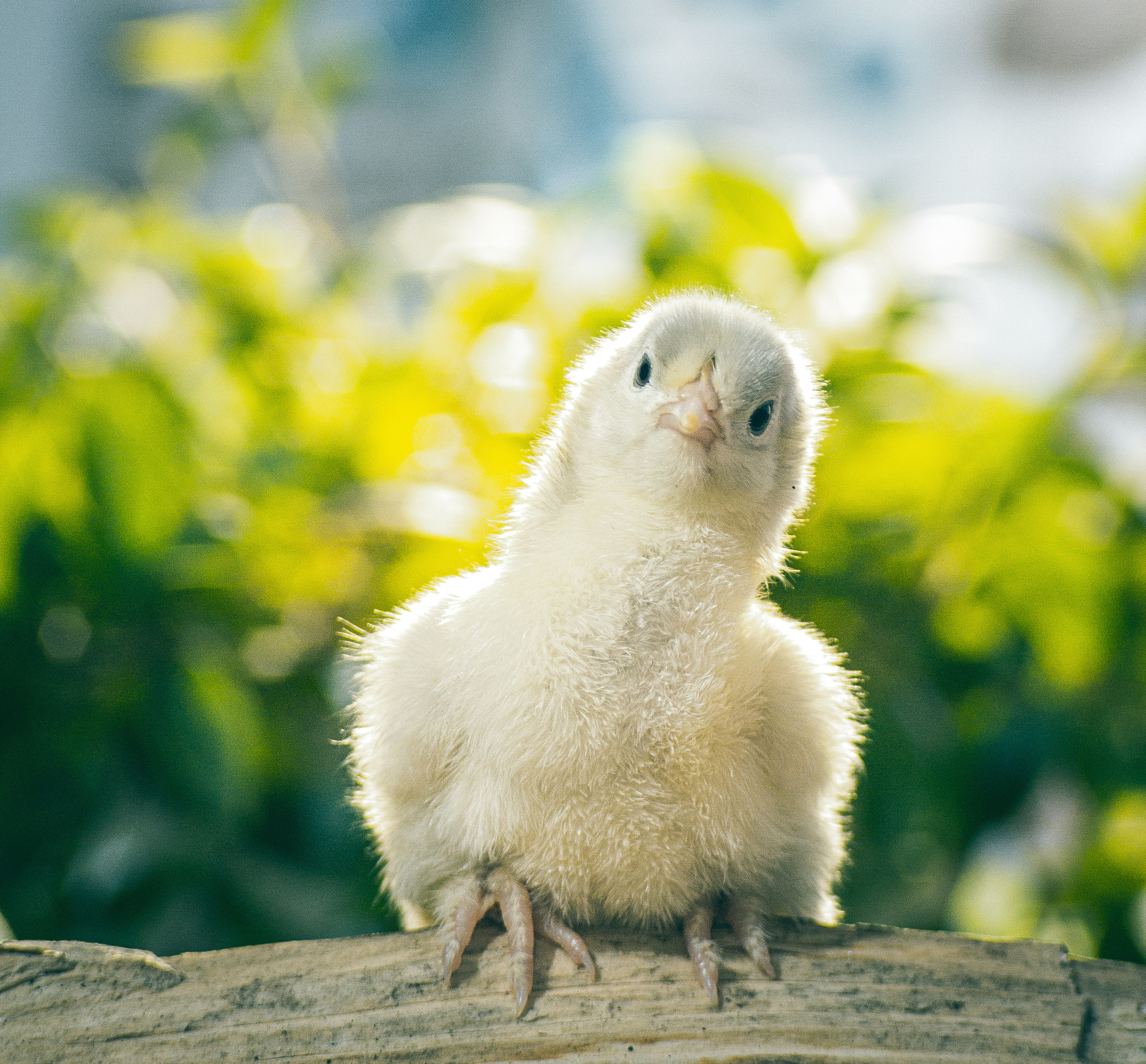 Портреты ваших питомцев. Коммерческий, рекламный фотограф в Уфе Сергей Крайкин