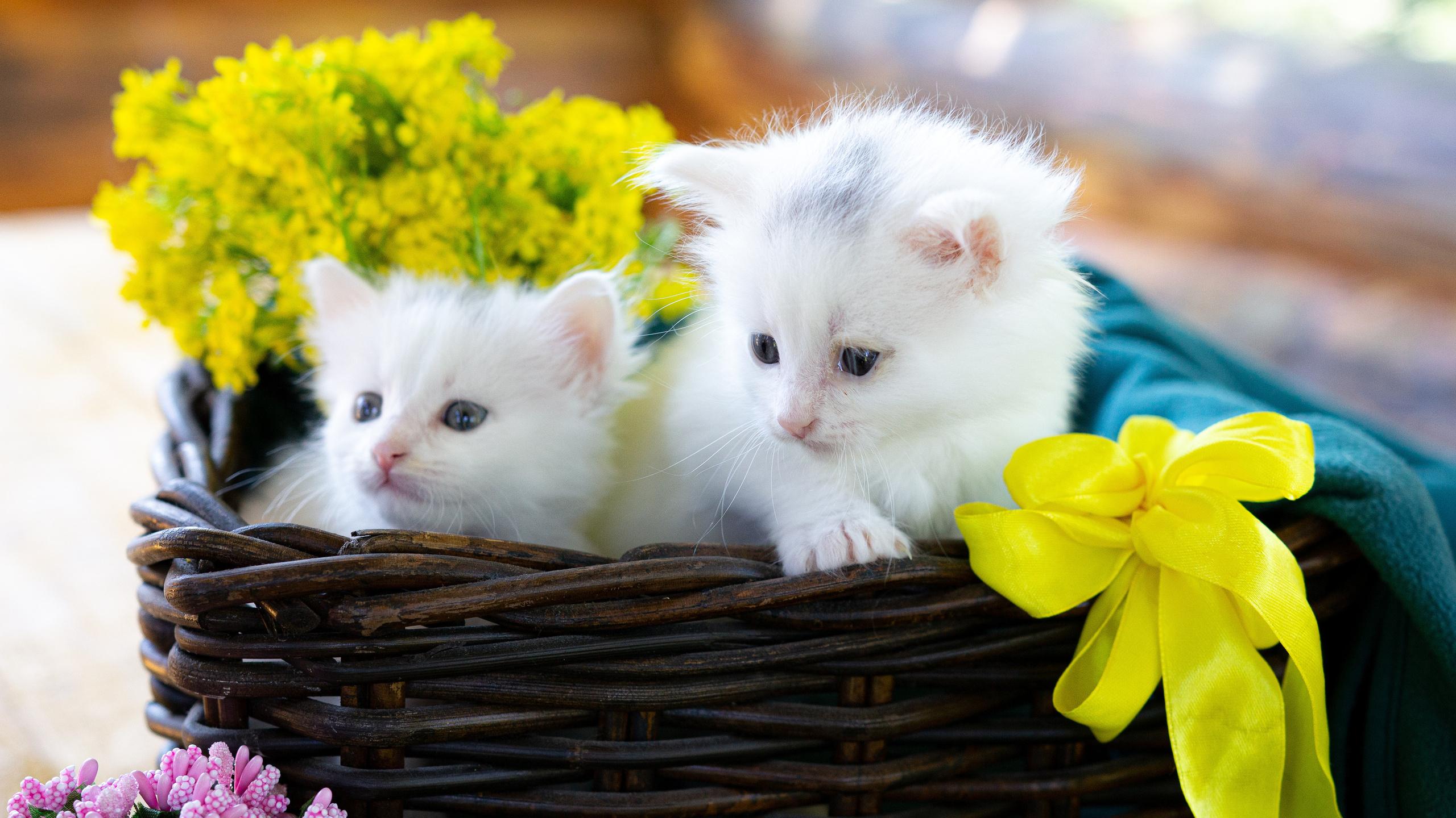 Портреты ваших питомцев. Коммерческий, рекламный фотограф в Уфе Сергей Крайкин