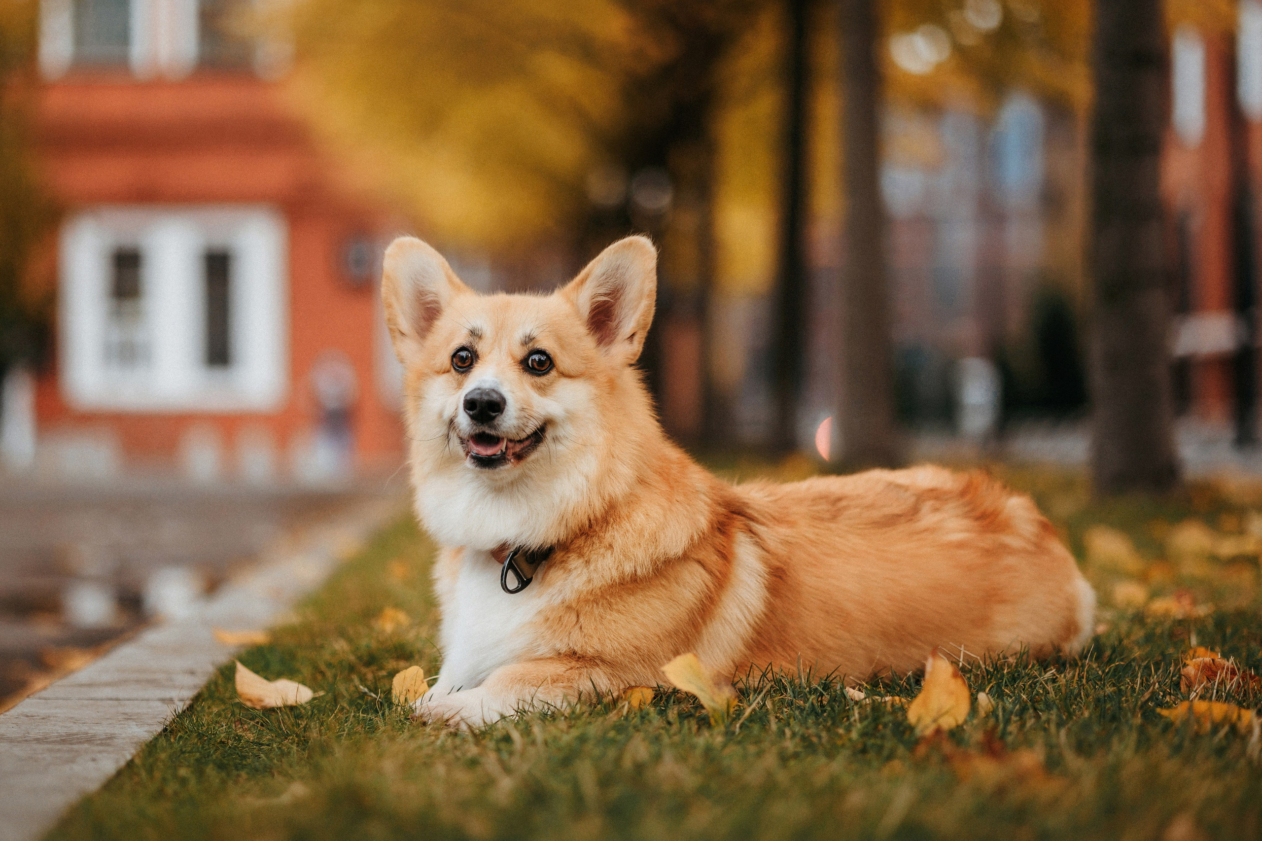 Вера, Саша и Муна. Фотограф-анималист Елена Радченко, Москва