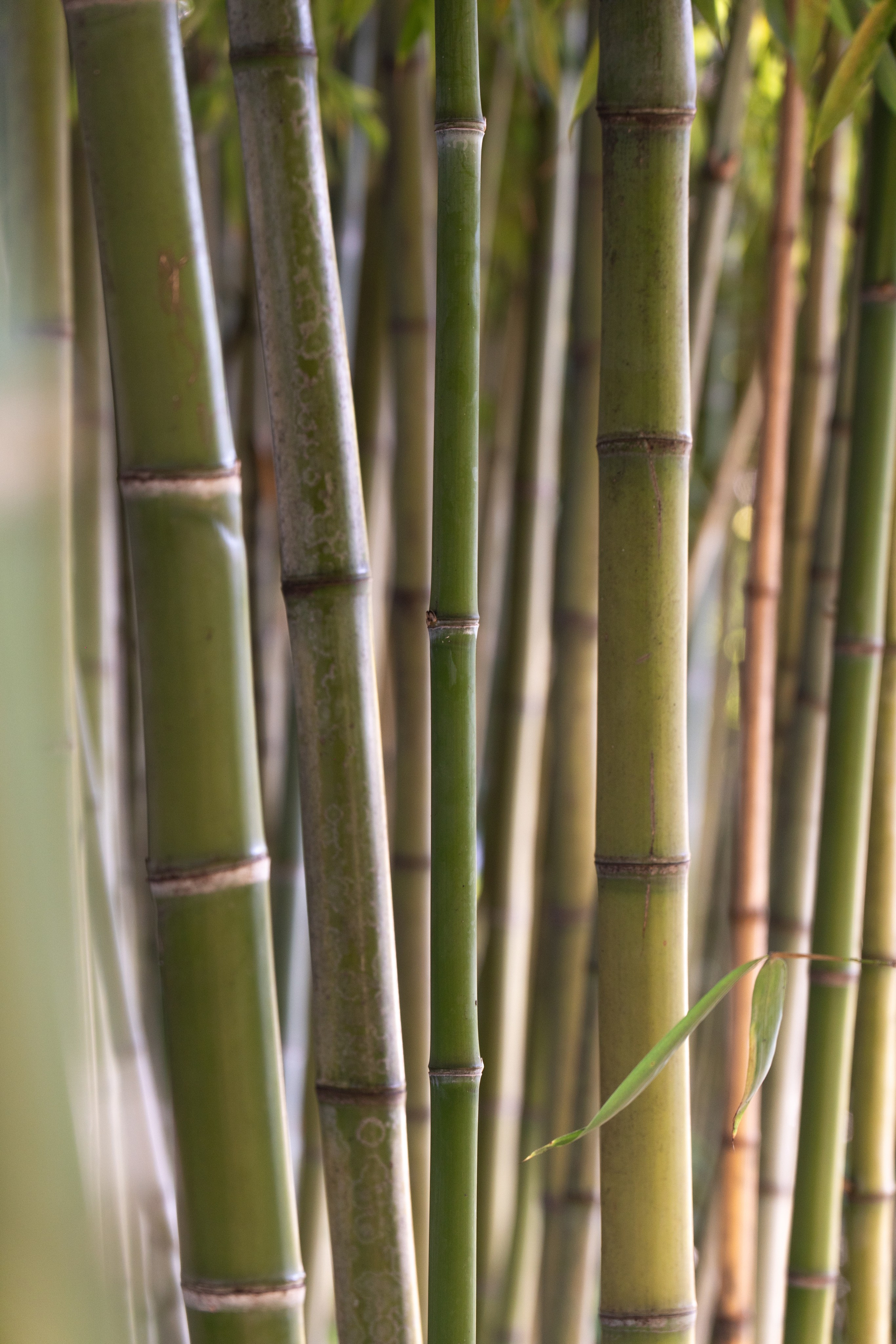 Абхазия. Gusarov Travel Photography