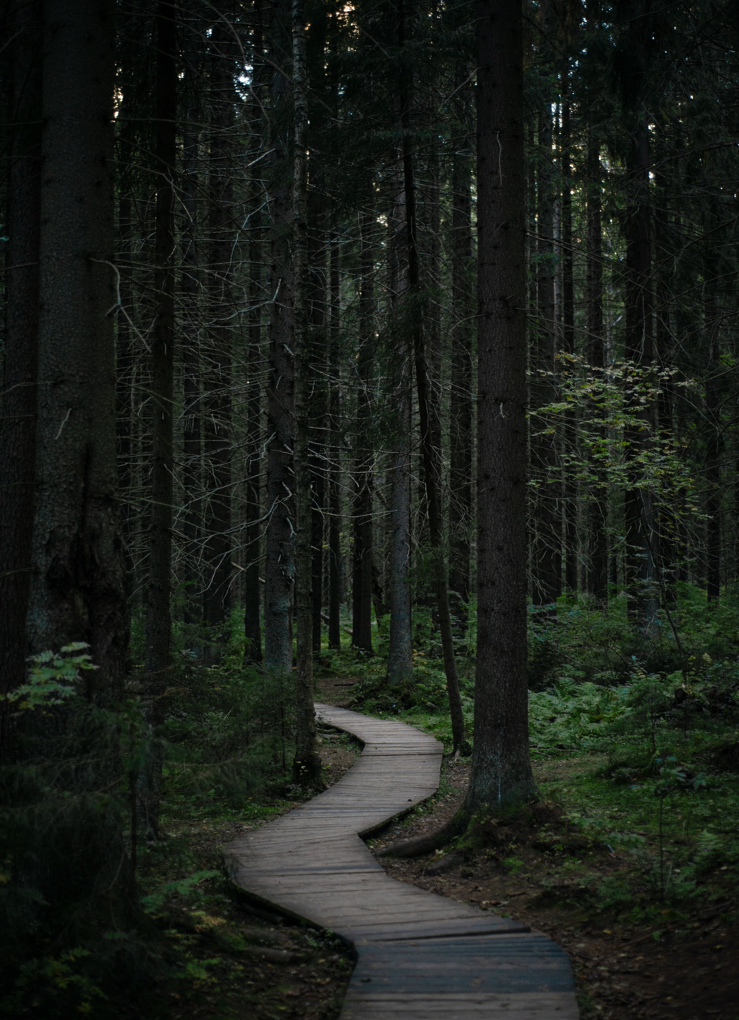 Пейзажи. Фотограф в Санкт-Петербурге Мария Мельникова