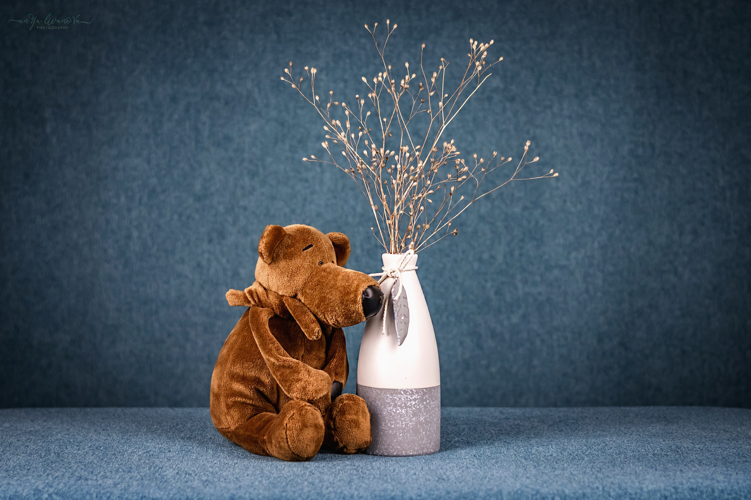 Бирюзовый фон. Фотограф анималист Аня Ливанова | Рыбинск