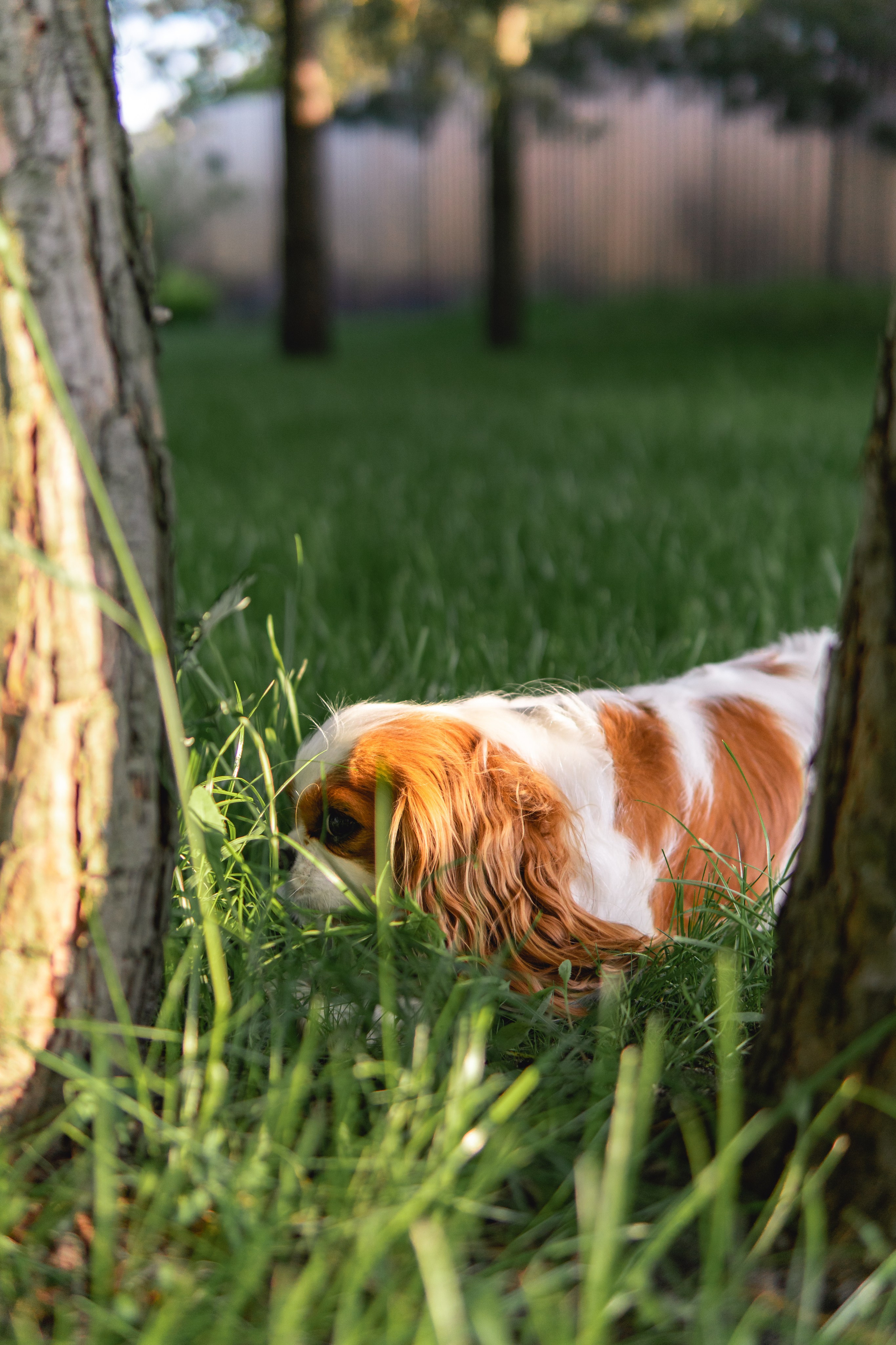 Belle Destino (питомник): майское солнышко. Портретный и репортажный фотограф в Воронеже: Анастасия Пузикова