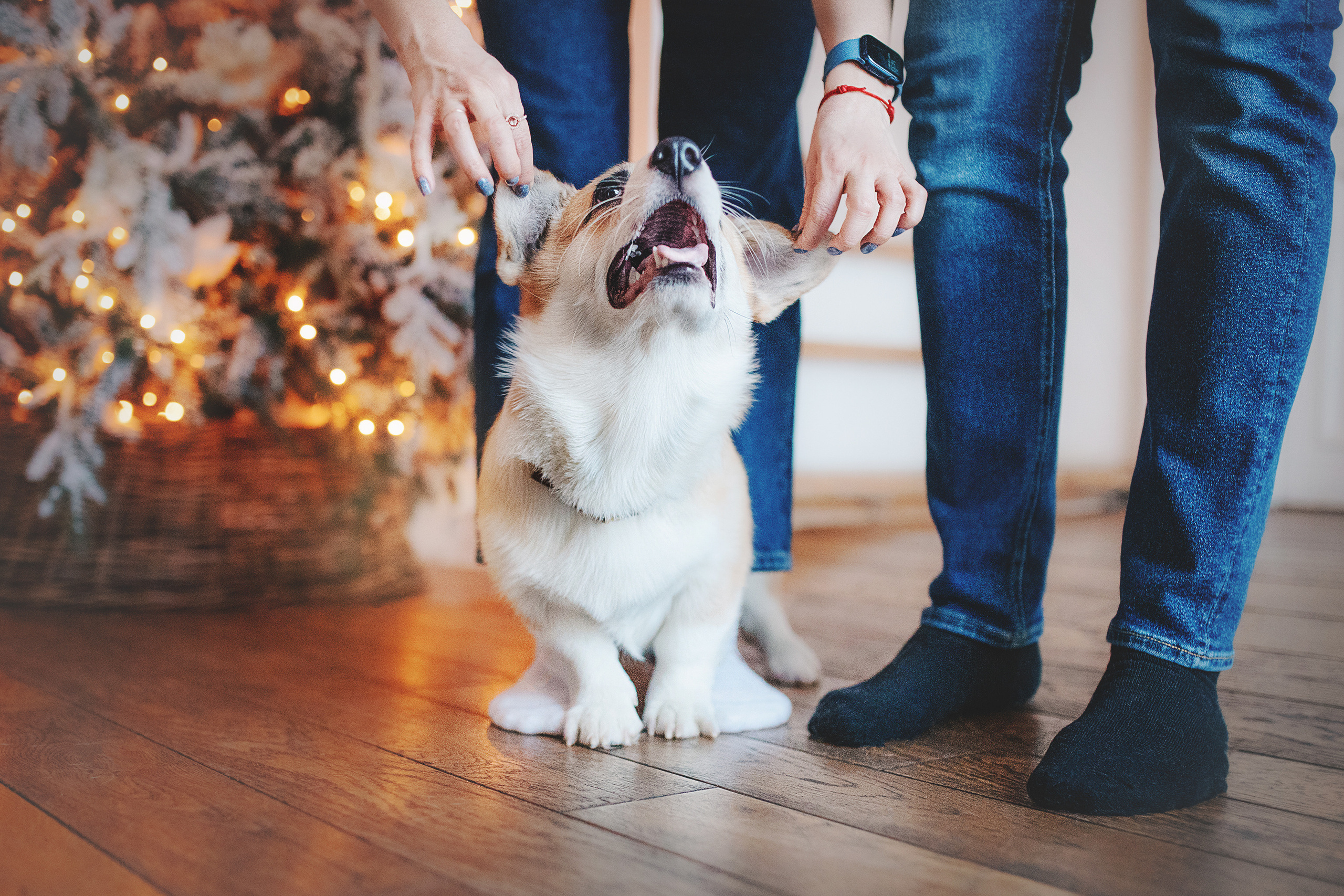Ребята и Тимка. Фотограф-анималист • love-story • Санкт-Петербург