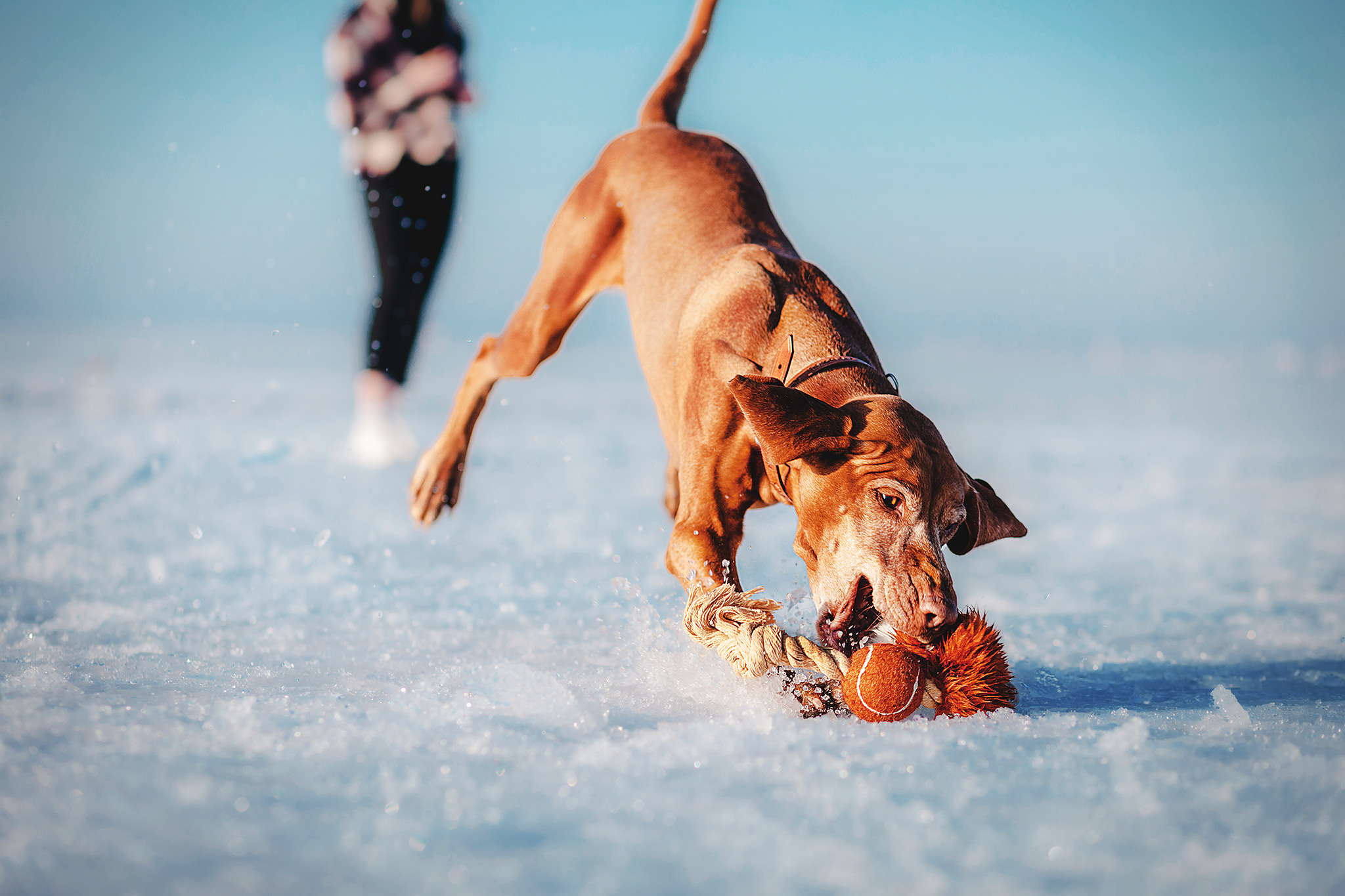 Выжла Паня и Алиса. Фотограф-анималист • love-story • Санкт-Петербург