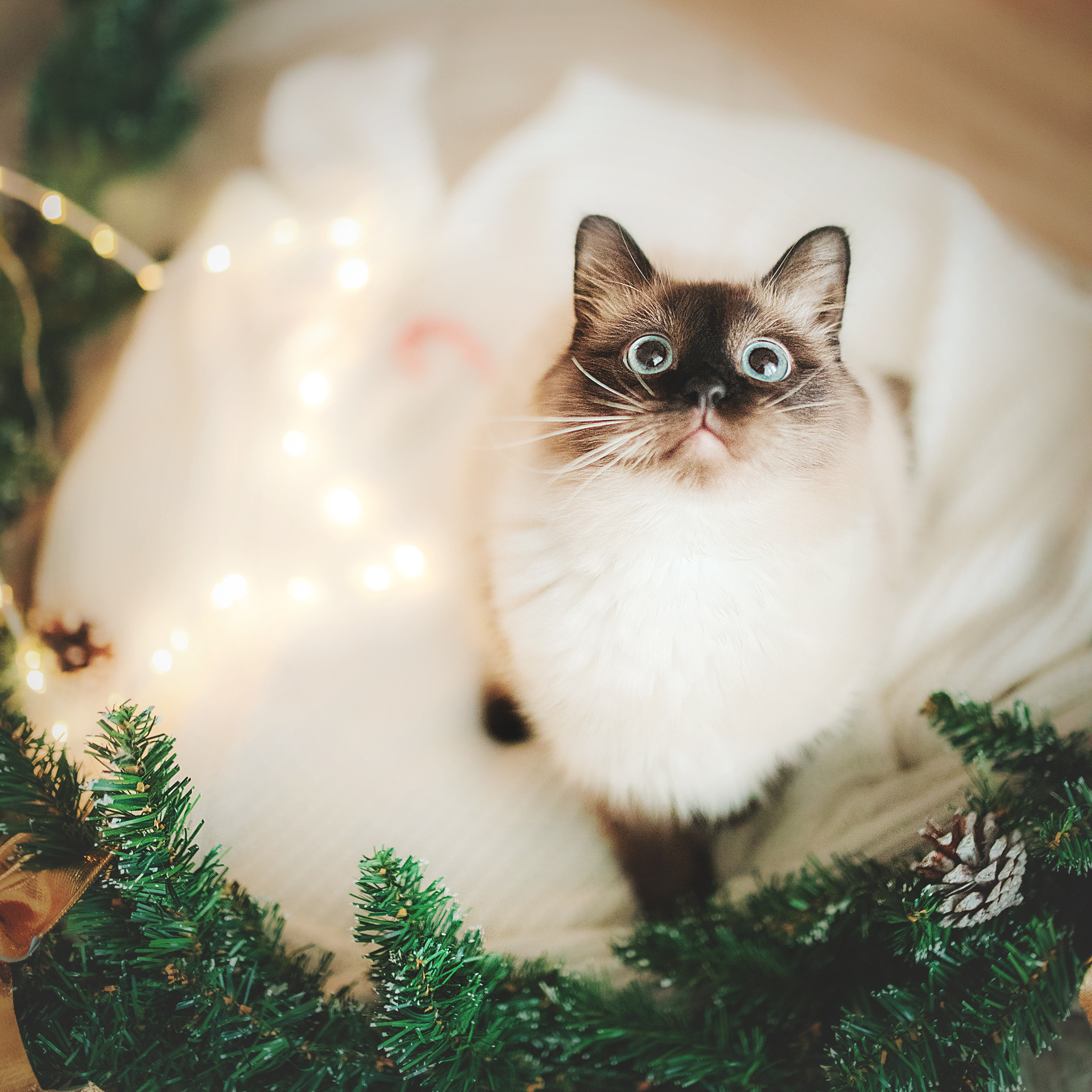 Серия с котиками. Фотограф-анималист • love-story • Санкт-Петербург