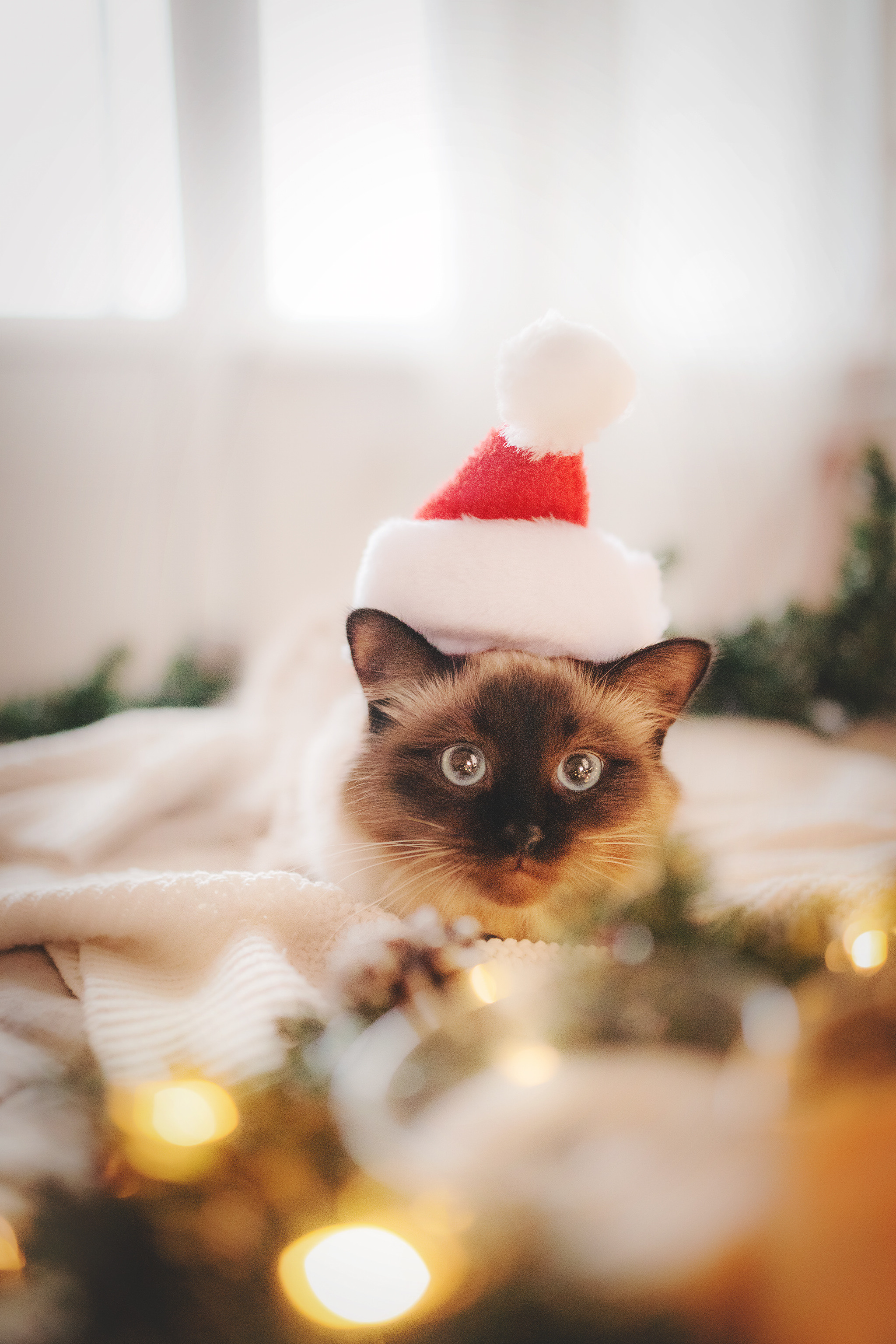 Серия с котиками. Фотограф-анималист • love-story • Санкт-Петербург