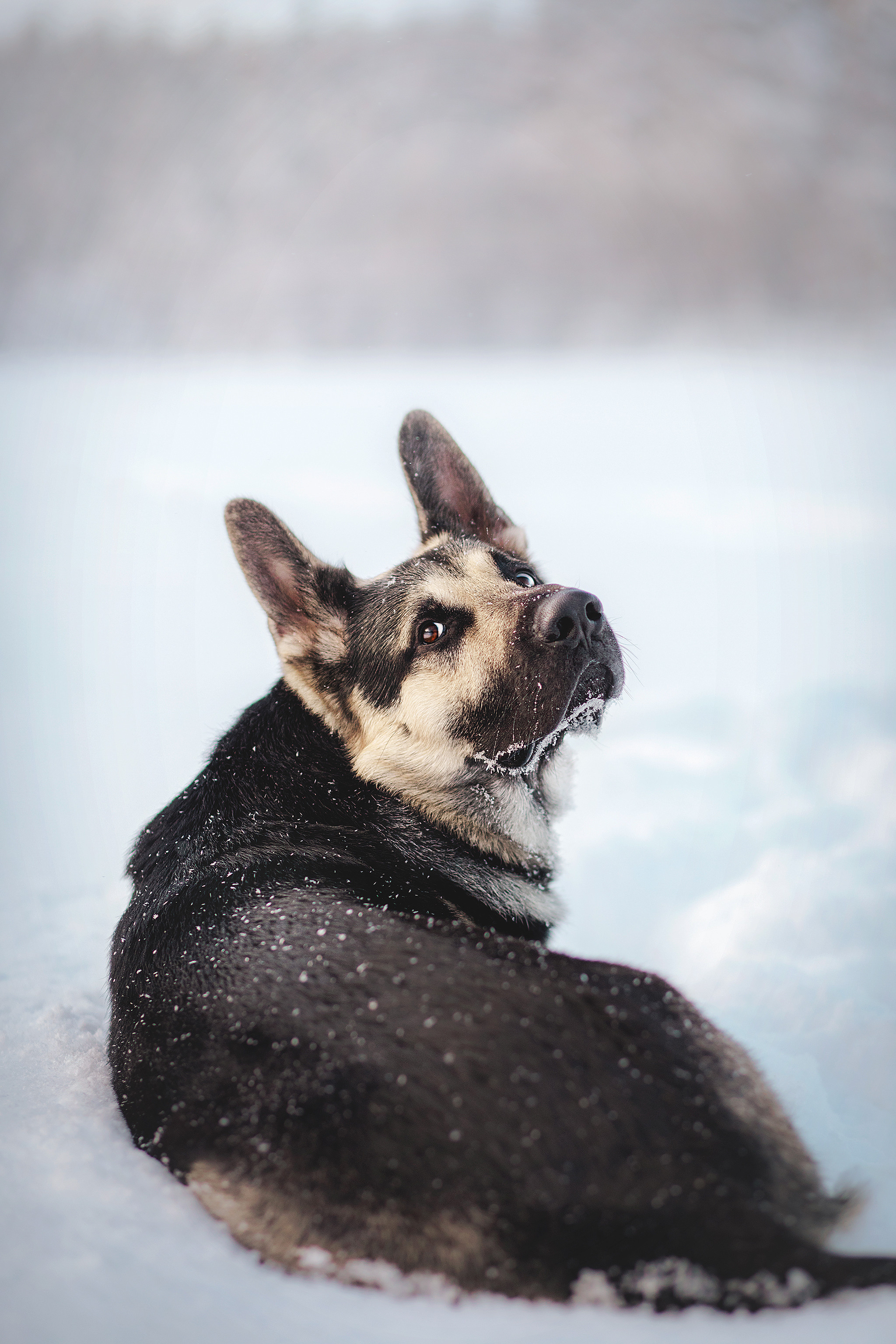 Люмбо и Дина. Фотограф-анималист • love-story • Санкт-Петербург