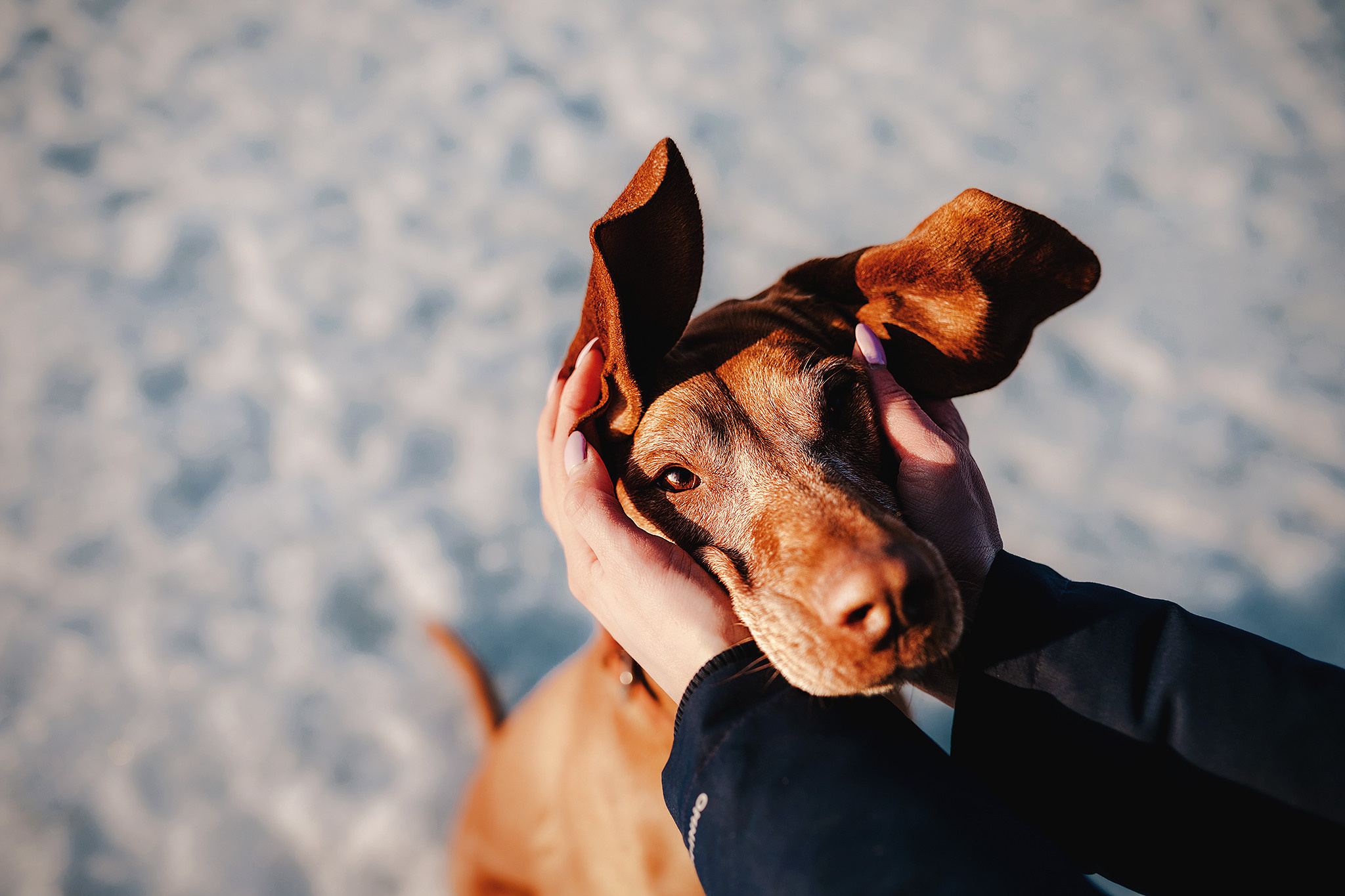 Выжла Паня и Алиса. Фотограф-анималист • love-story • Санкт-Петербург