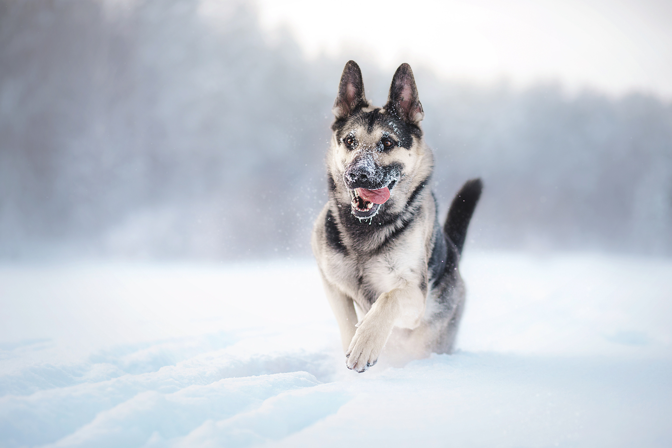 Люмбо и Дина. Фотограф-анималист • love-story • Санкт-Петербург